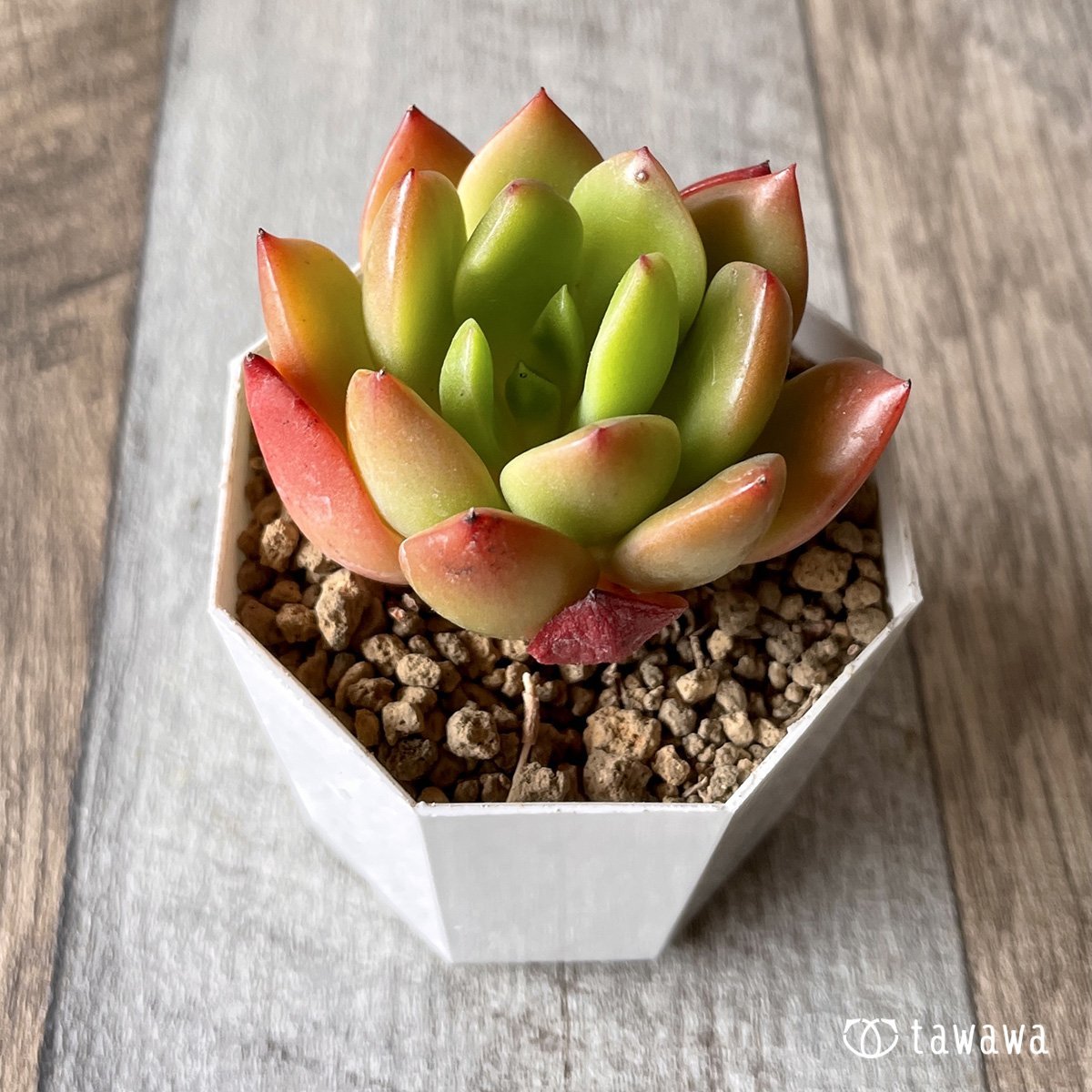 *新入荷* ネルパ  - 多肉植物の通販・販売サイト tawawa