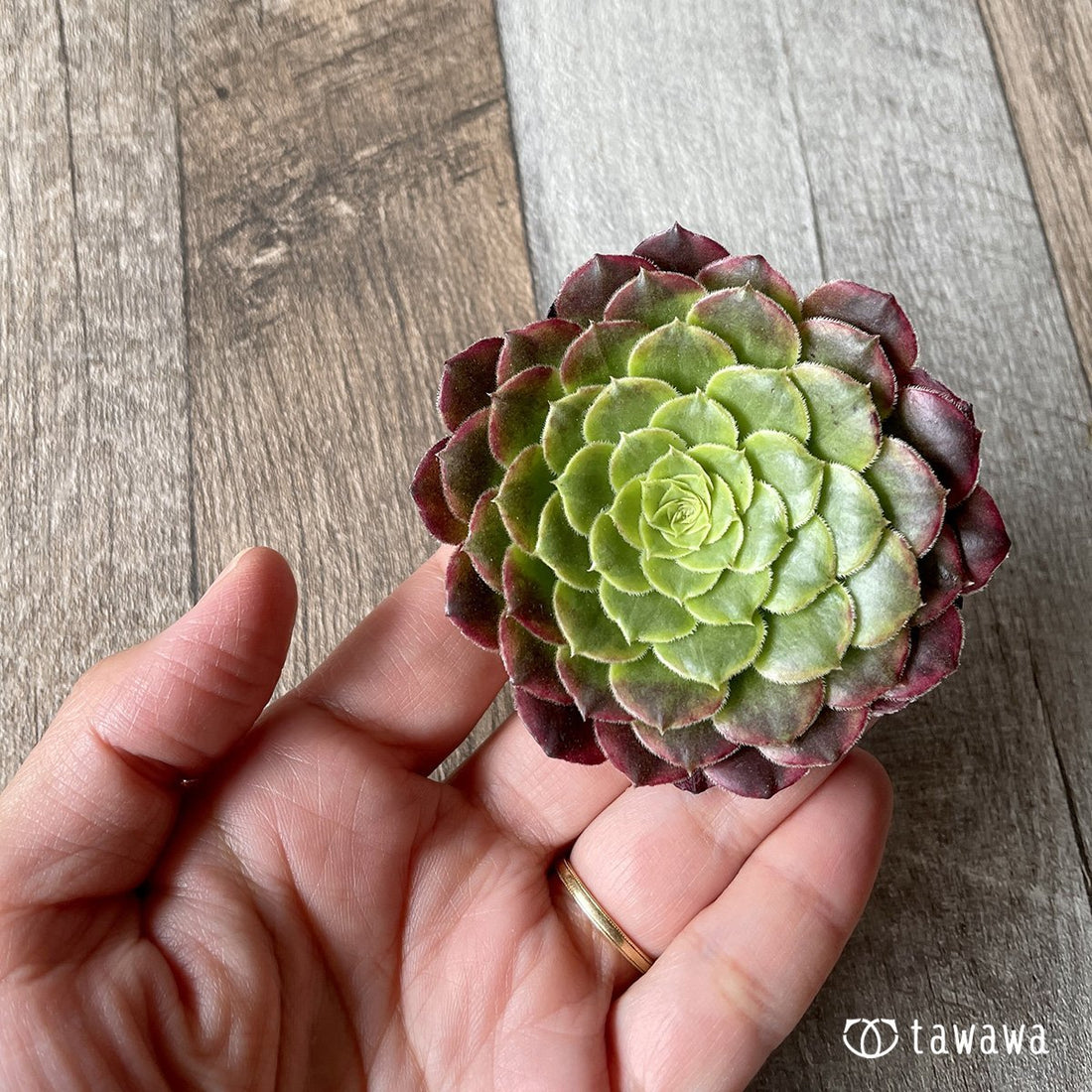 *新入荷* フェスティバル - 多肉植物の通販・販売サイト tawawa