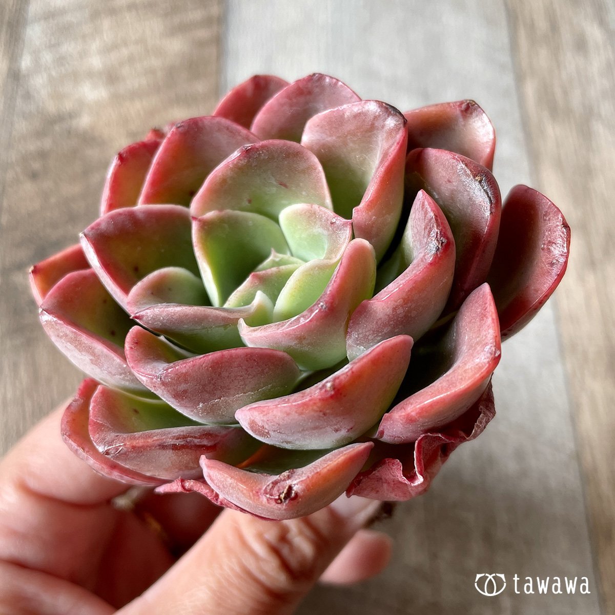 *新入荷* シルキュ - 多肉植物の通販・販売サイト tawawa