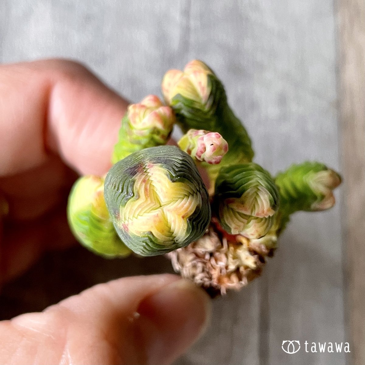 *新入荷* ミニブッダテンプル - 多肉植物の通販・販売サイト tawawa
