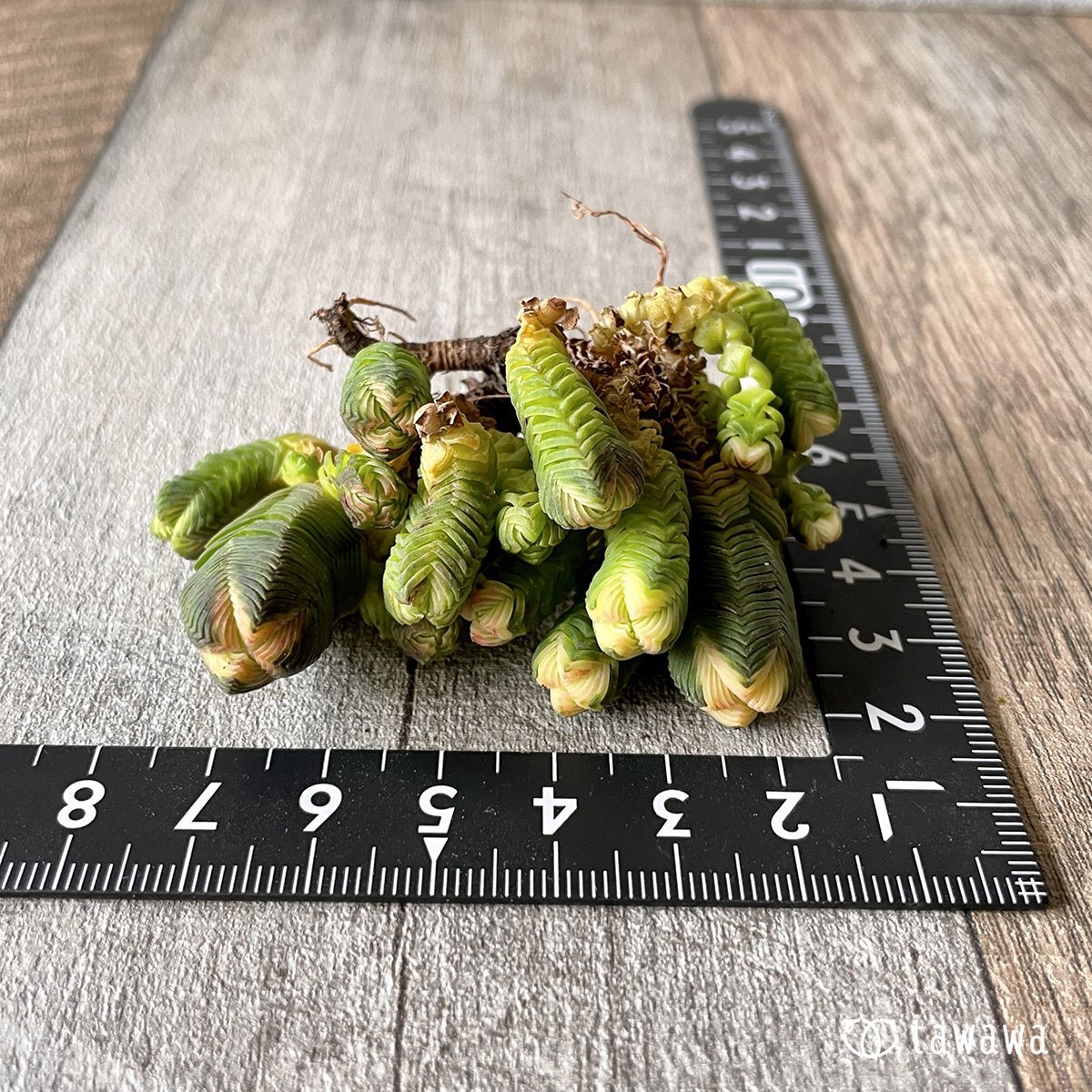 *新入荷* ミニブッダテンプル - 多肉植物の通販・販売サイト tawawa