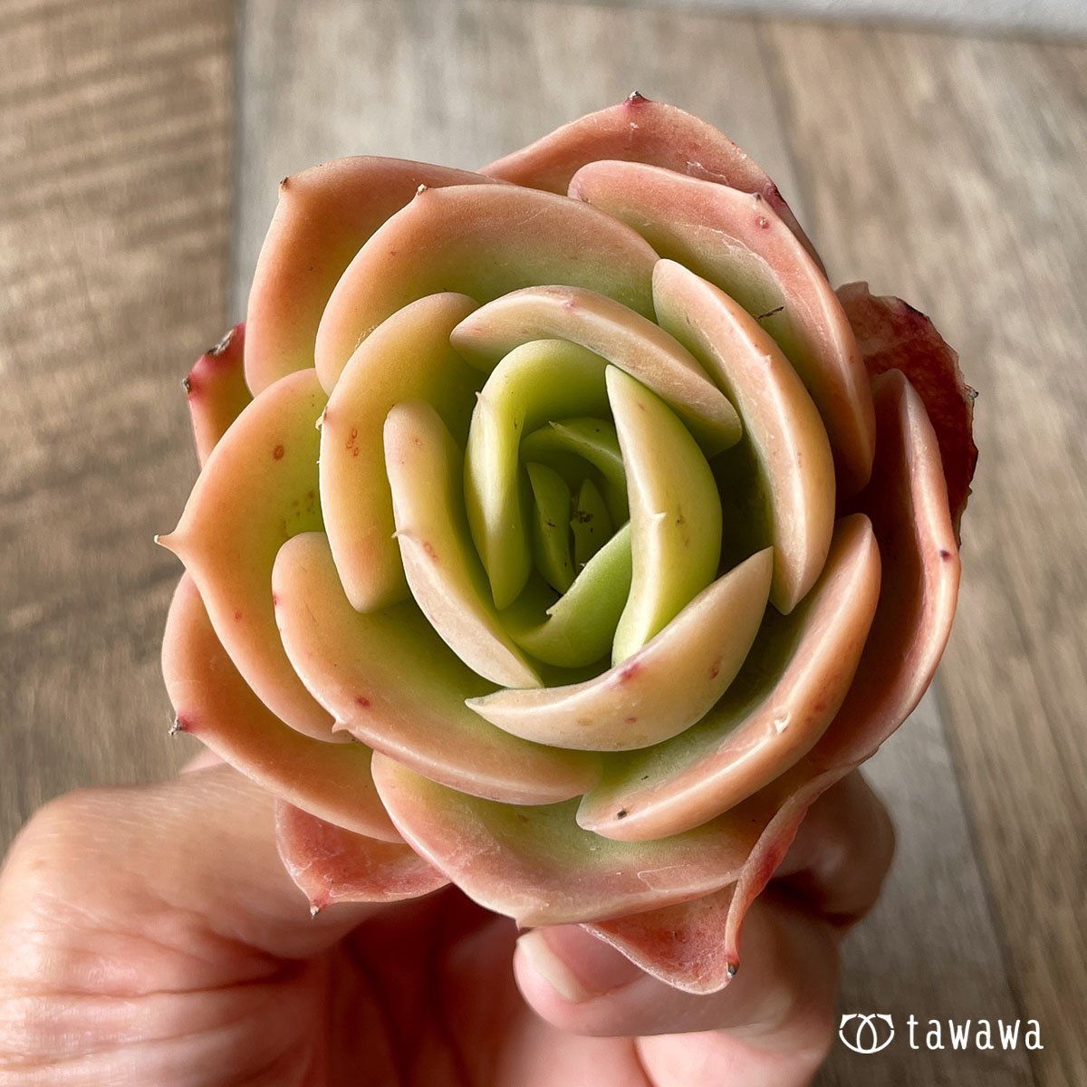 *八ヶ岳* ベルタナ  - 多肉植物の通販・販売サイト tawawa
