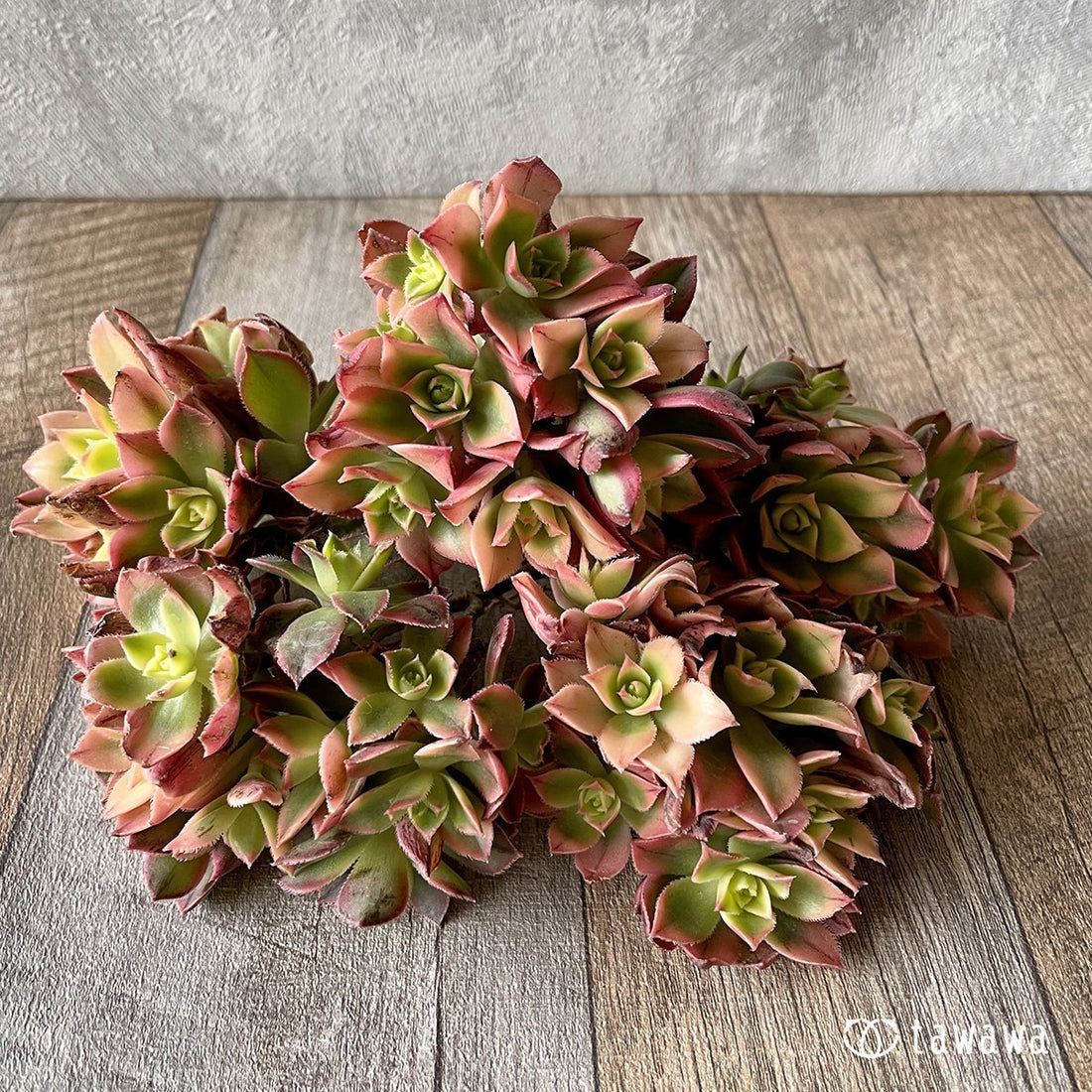 *新入荷* カラソル - 多肉植物の通販・販売サイト tawawa