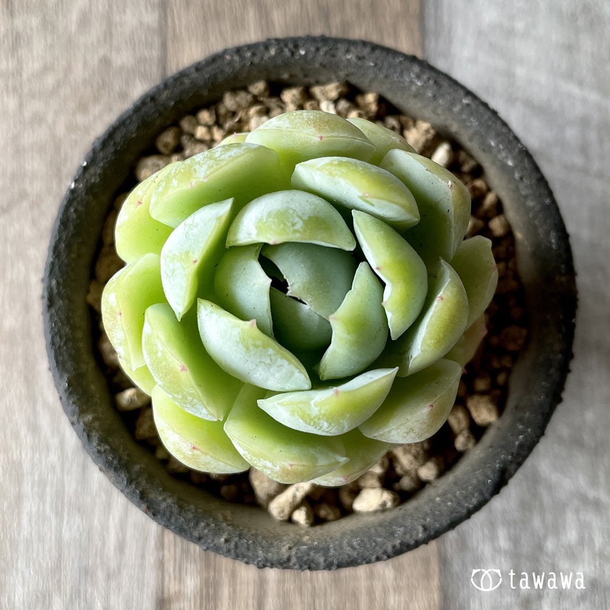 *新入荷* クリームベリー - 多肉植物の通販・販売サイト tawawa