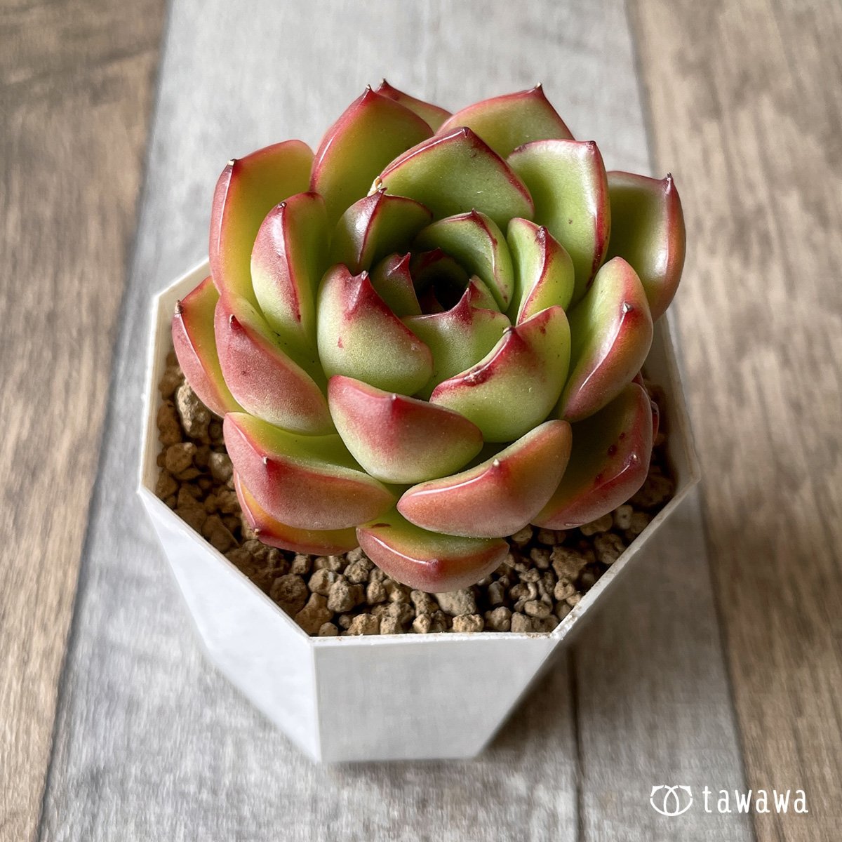*新入荷* ヒーリング - 多肉植物の通販・販売サイト tawawa