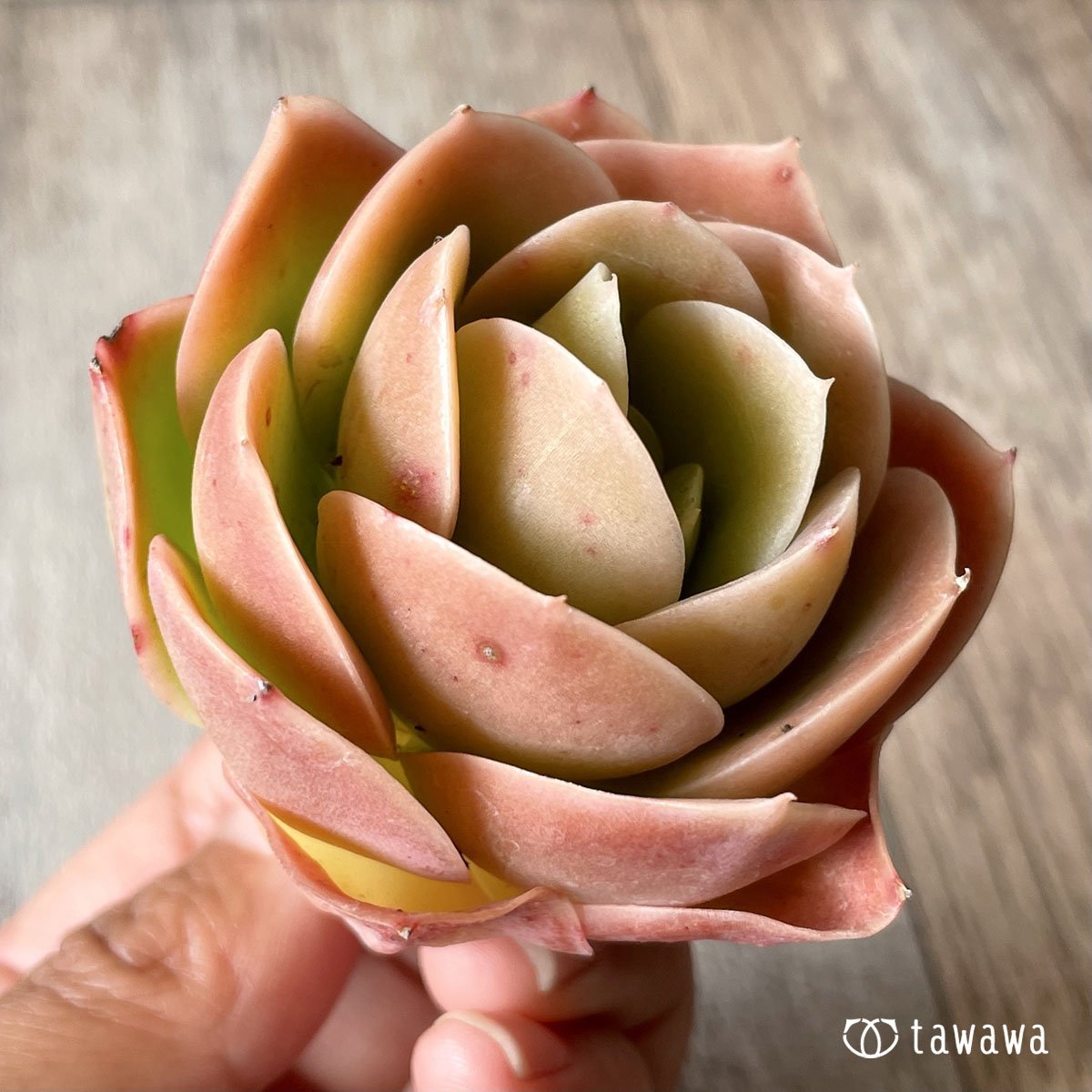 *八ヶ岳* ベルタナ - 多肉植物の通販・販売サイト tawawa