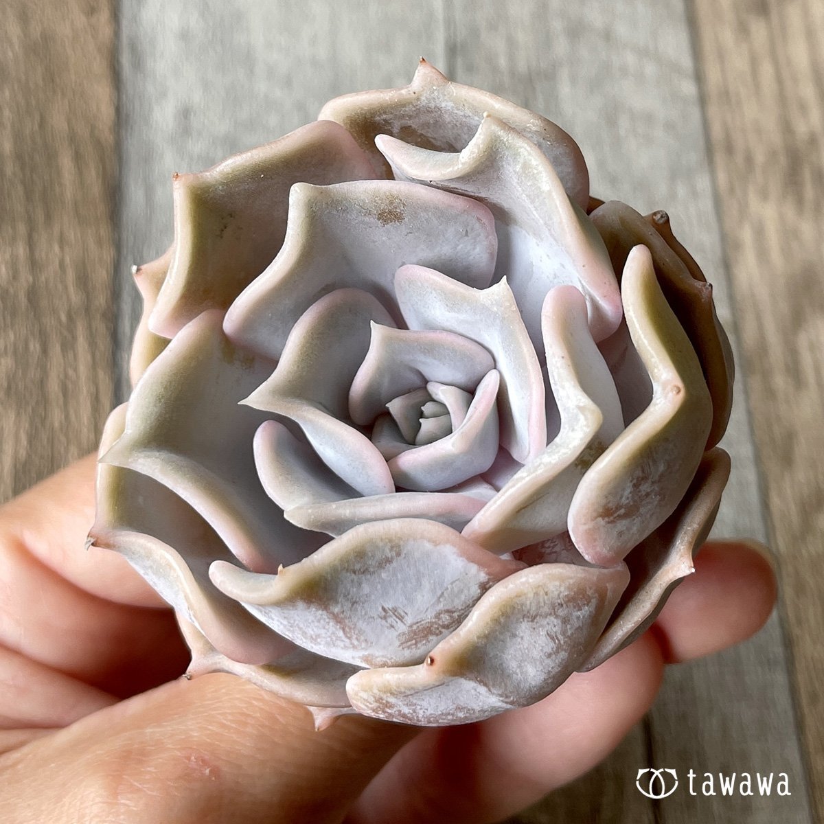 *新入荷* リラシナ  - 多肉植物の通販・販売サイト tawawa