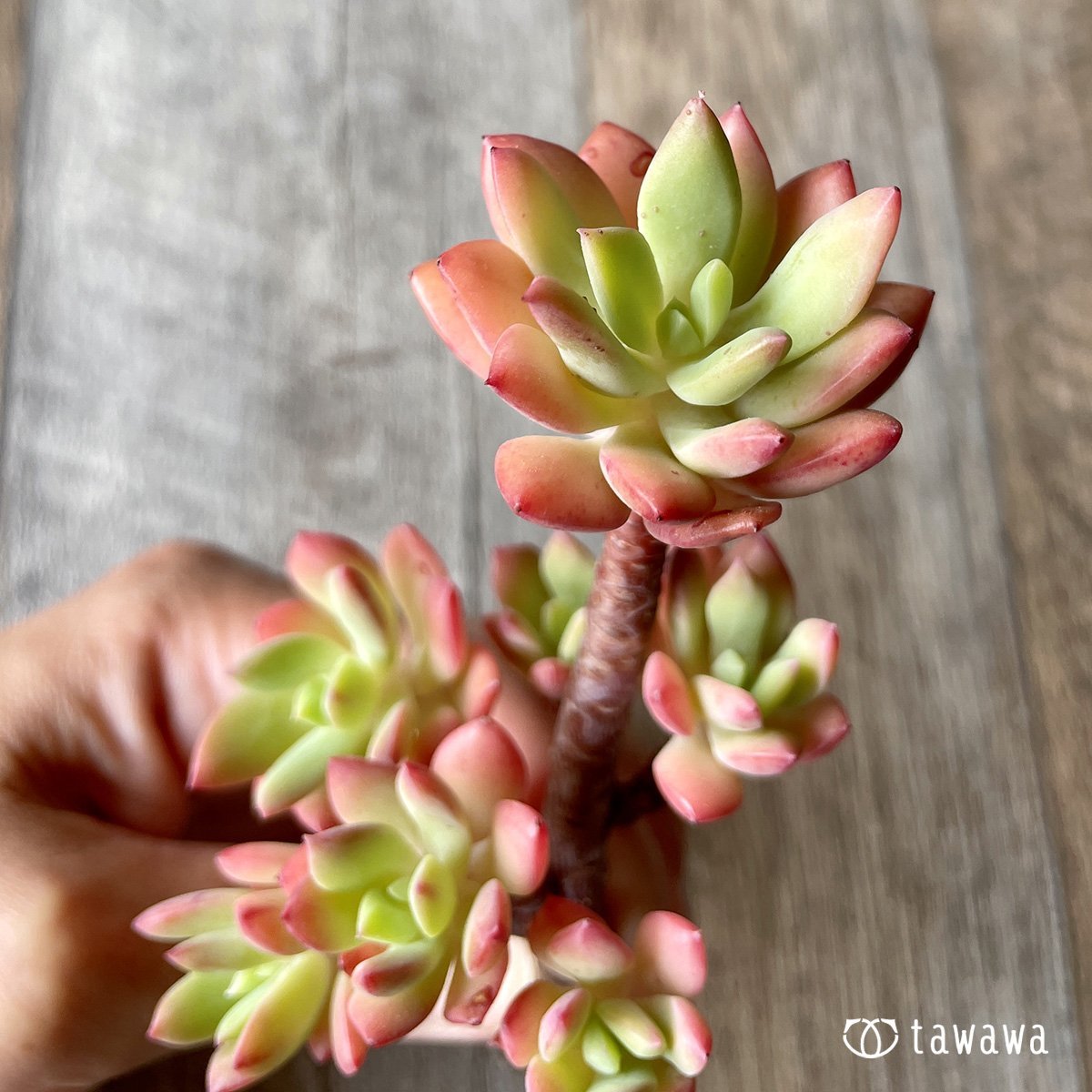 *新入荷* ミニベル群生 - 多肉植物の通販・販売サイト tawawa