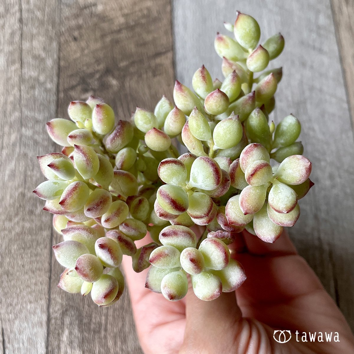 *新入荷* ペンデンス - 多肉植物の通販・販売サイト tawawa