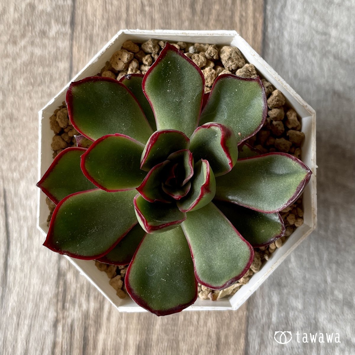 *新入荷* ロンギニ - 多肉植物の通販・販売サイト tawawa
