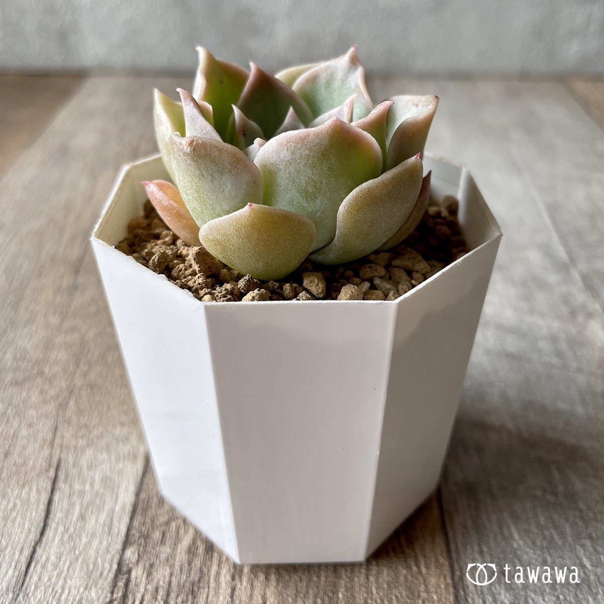*新入荷* ラウリナ - 多肉植物の通販・販売サイト tawawa