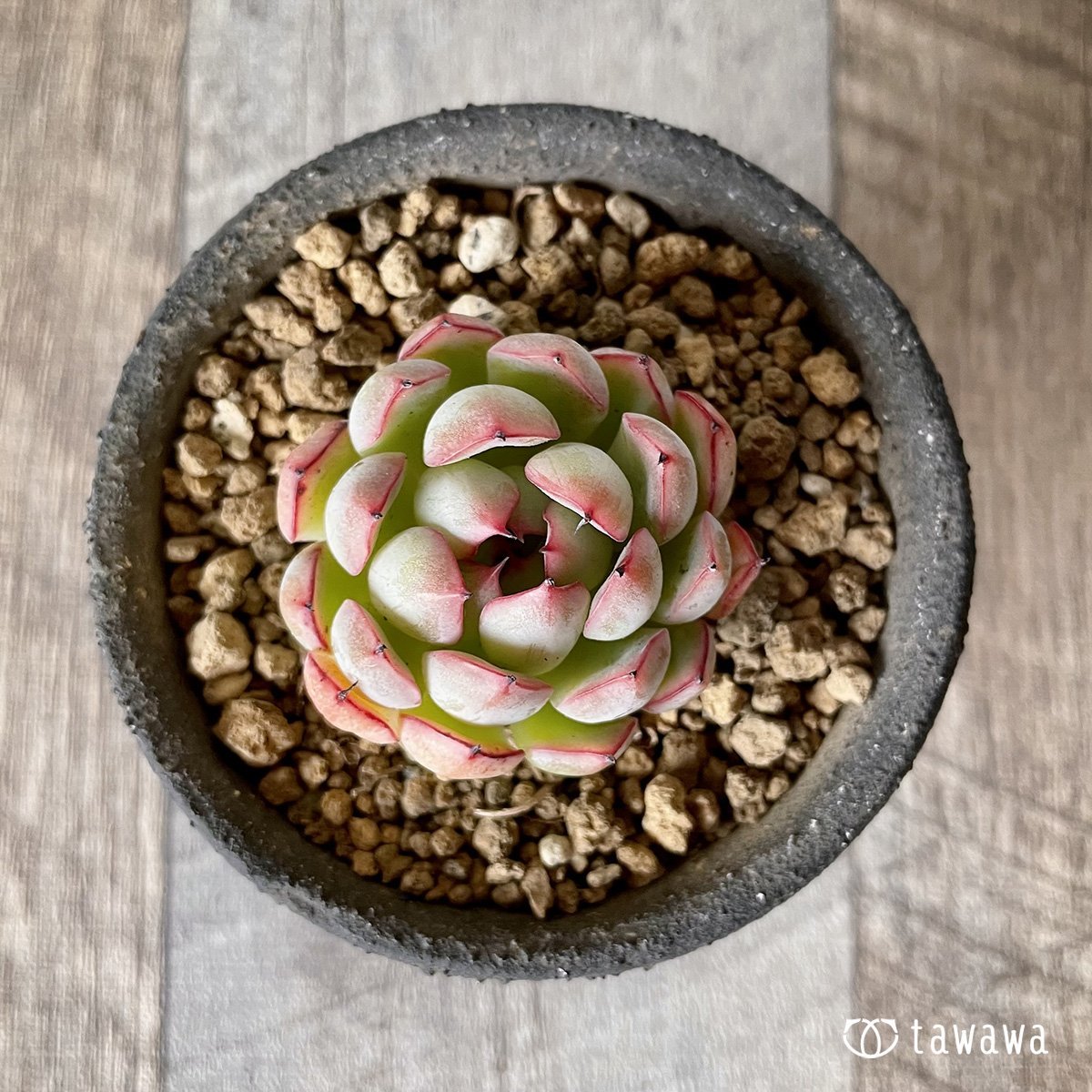 *新入荷* ザラゴーサエッジ  - 多肉植物の通販・販売サイト tawawa