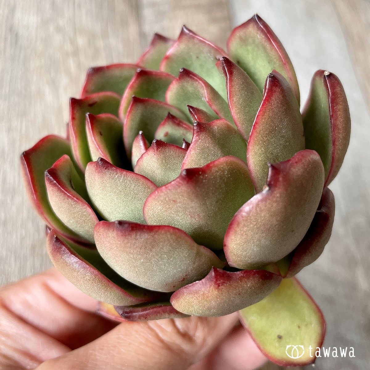 *新入荷* レッドイーグル - 多肉植物の通販・販売サイト tawawa