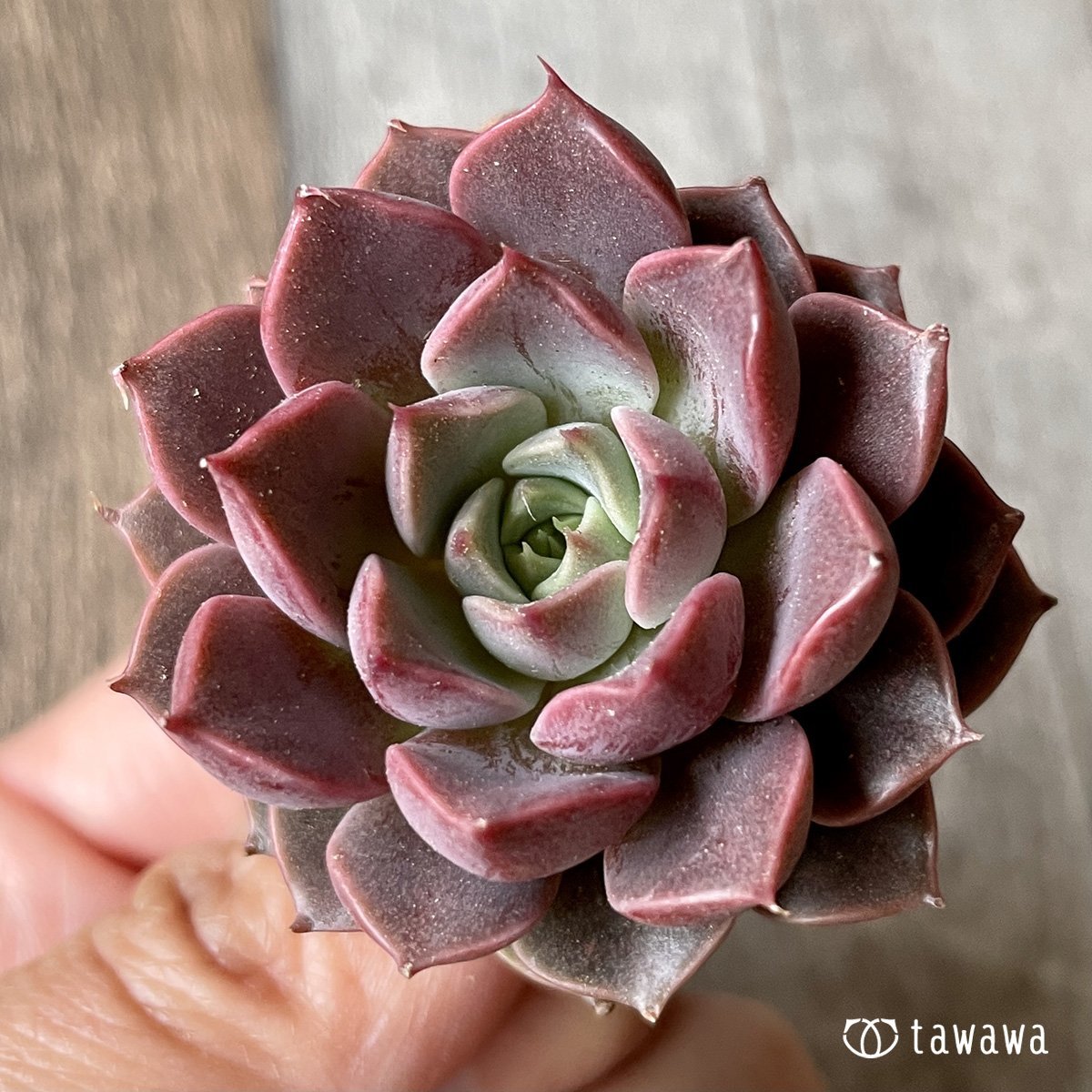 *新入荷* ピンクロマン - 多肉植物の通販・販売サイト tawawa