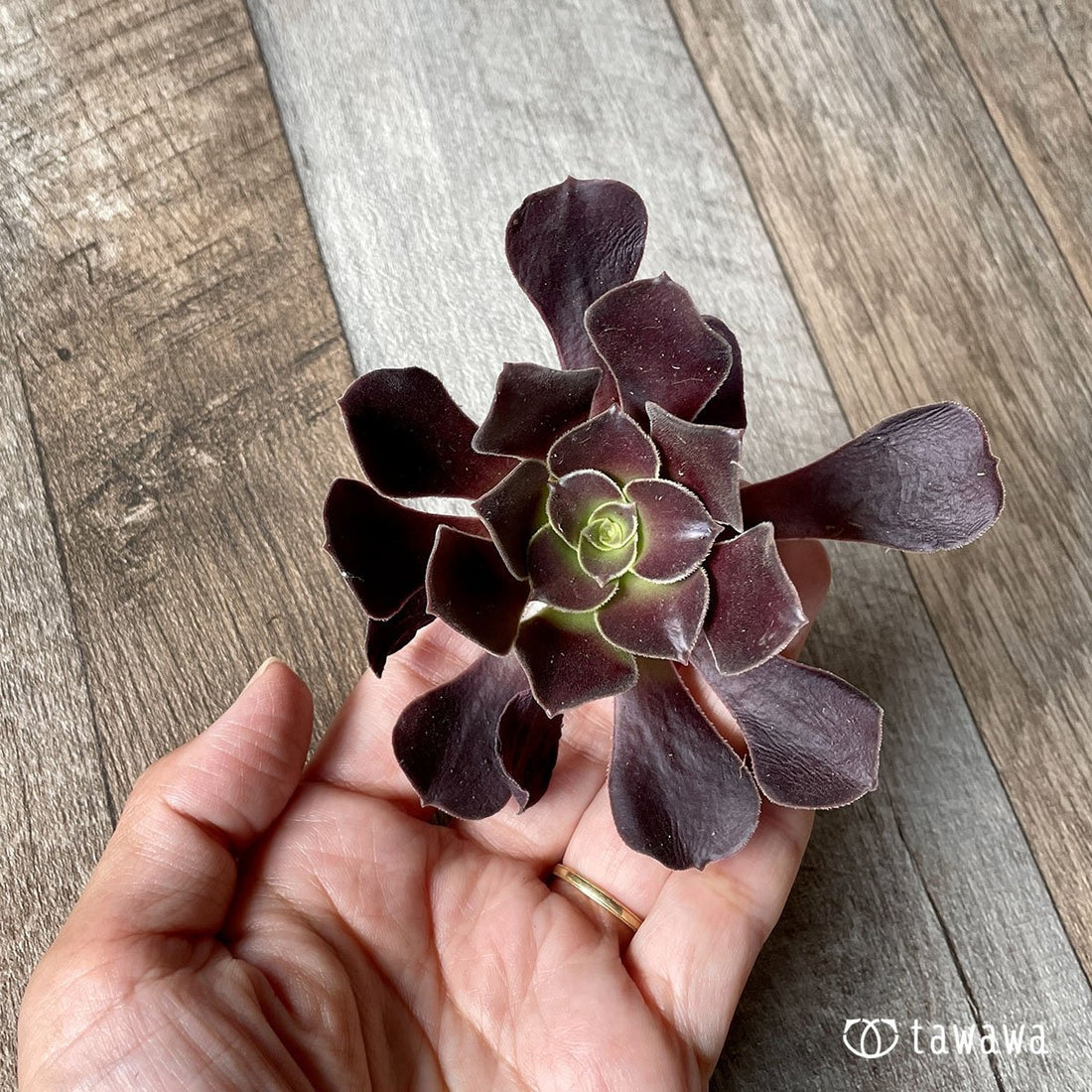 *新入荷* カシミアブラック - 多肉植物の通販・販売サイト tawawa