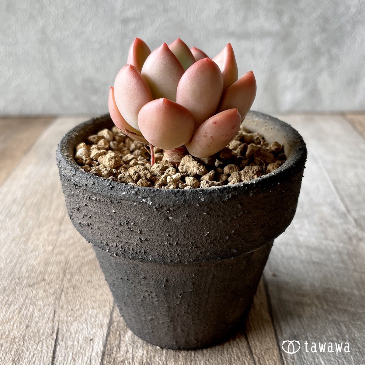 *新入荷* ダンビ - 多肉植物の通販・販売サイト tawawa