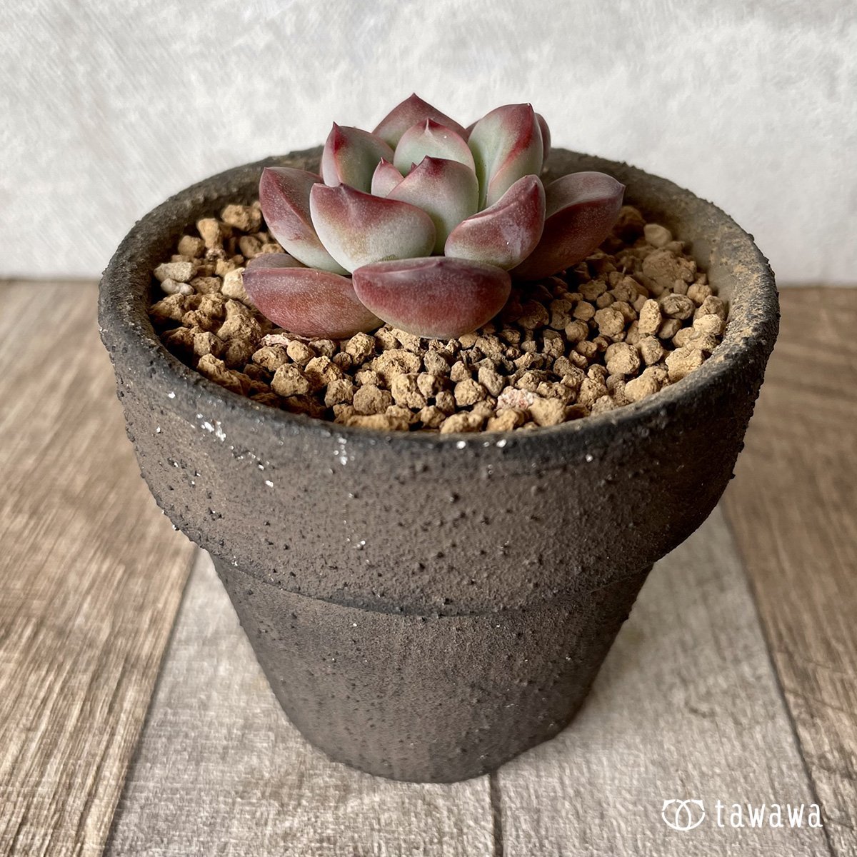 *新入荷* チュビリップス - 多肉植物の通販・販売サイト tawawa