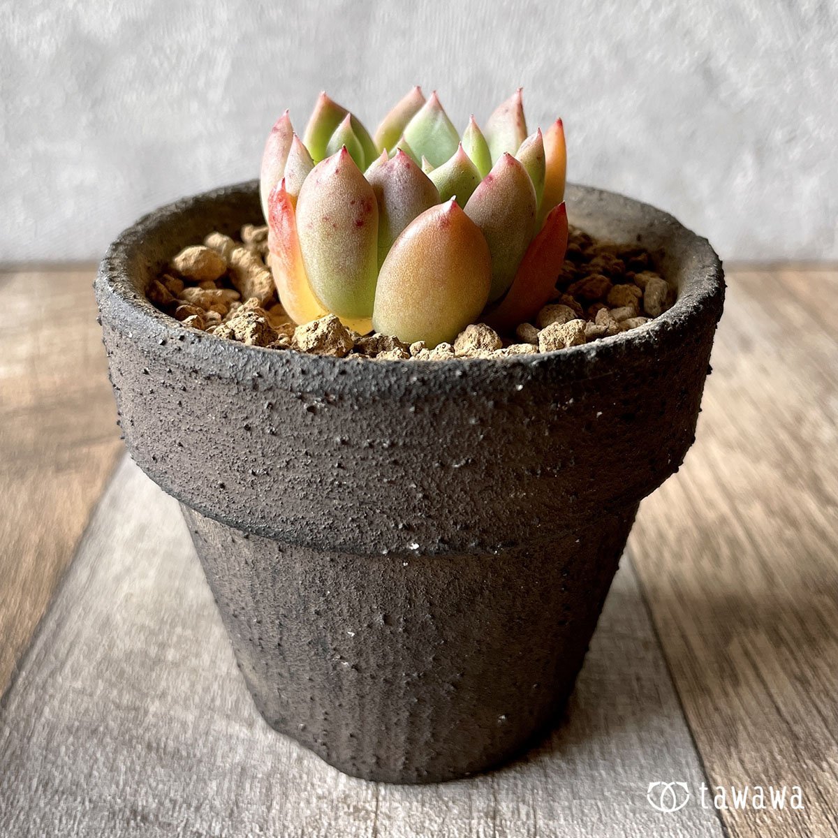 *新入荷* エスティーボ - 多肉植物の通販・販売サイト tawawa