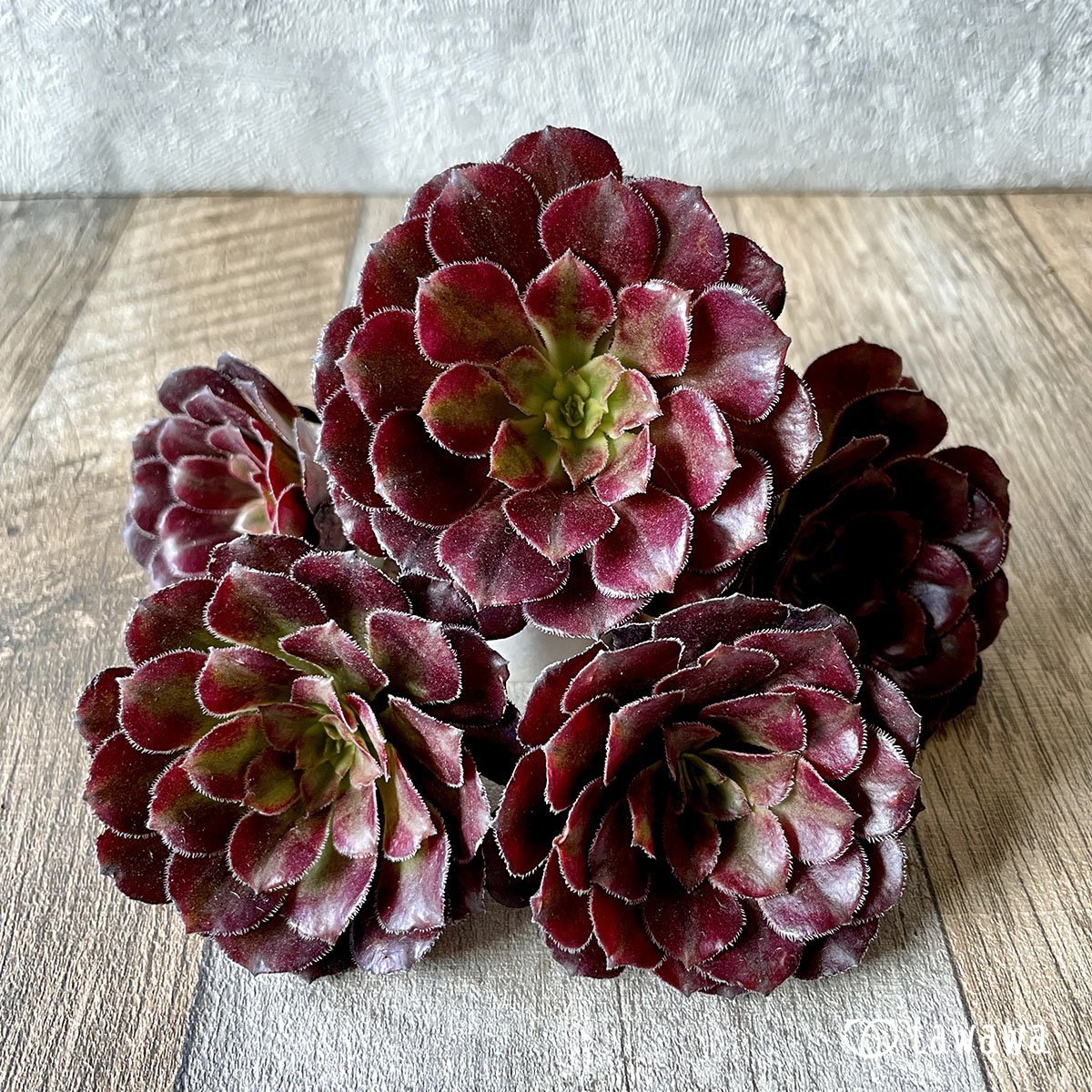 *新入荷* マリッド錦  - 多肉植物の通販・販売サイト tawawa