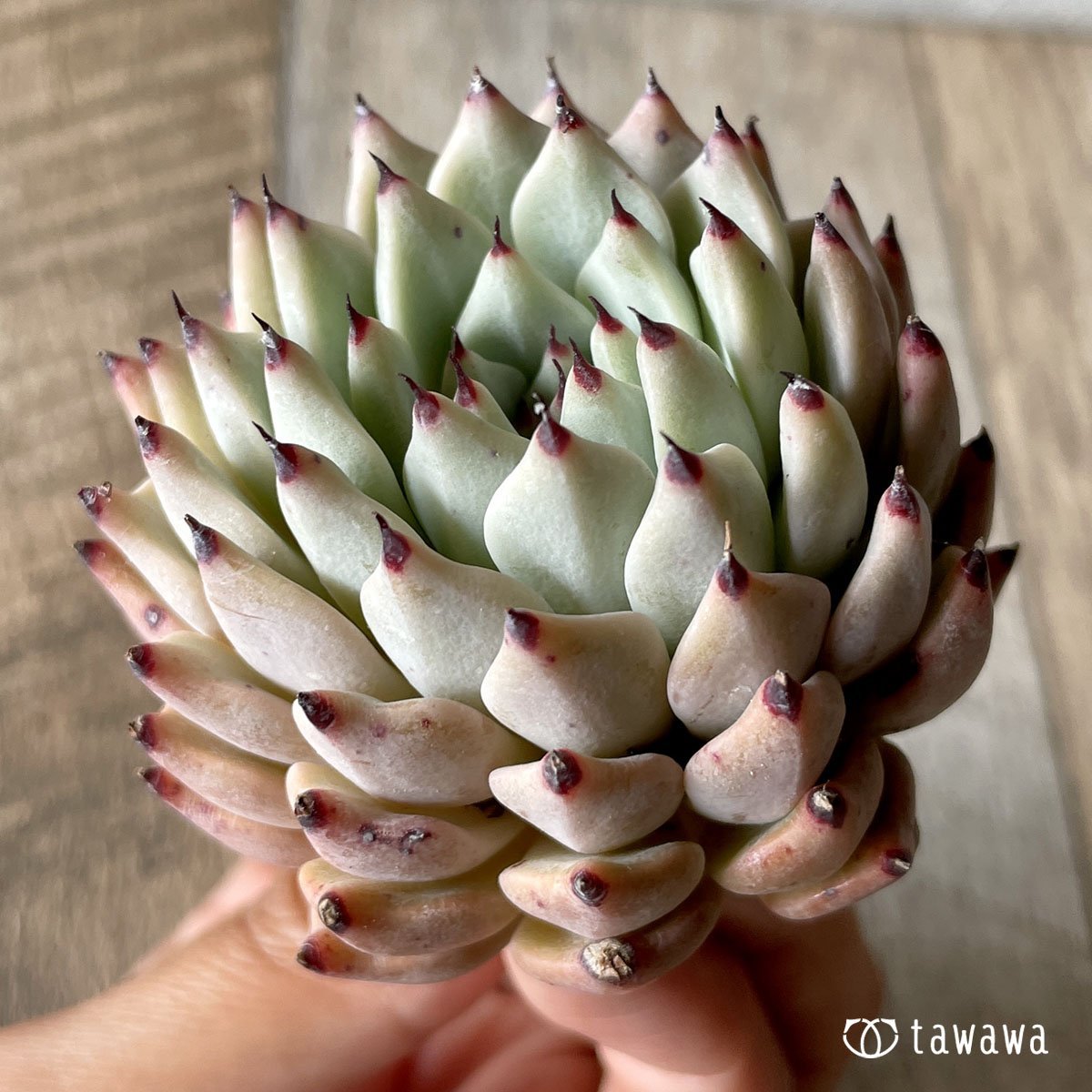 *八ヶ岳* 原種ザラゴーサ  - 多肉植物の通販・販売サイト tawawa