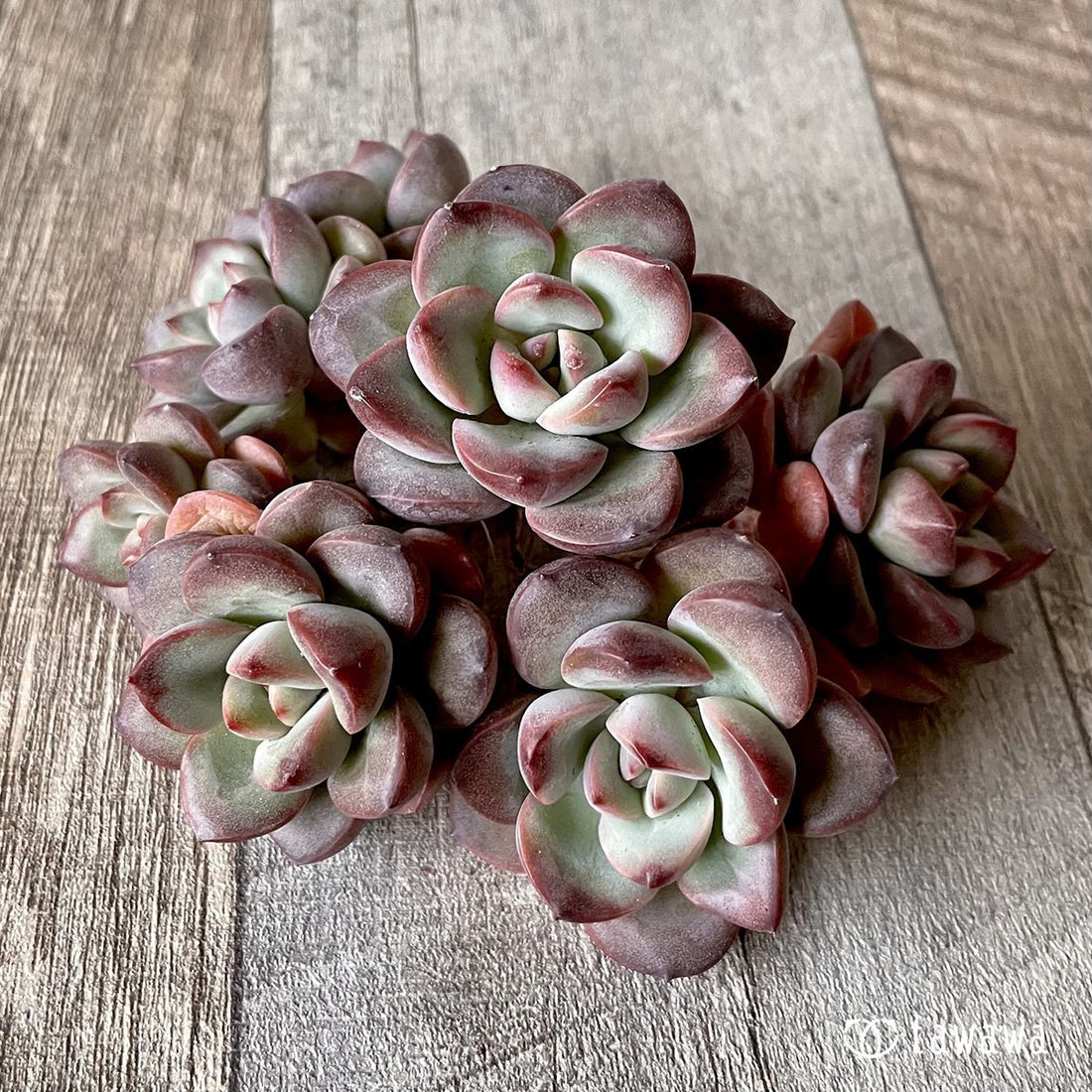 *新入荷* チュビリップス - 多肉植物の通販・販売サイト tawawa