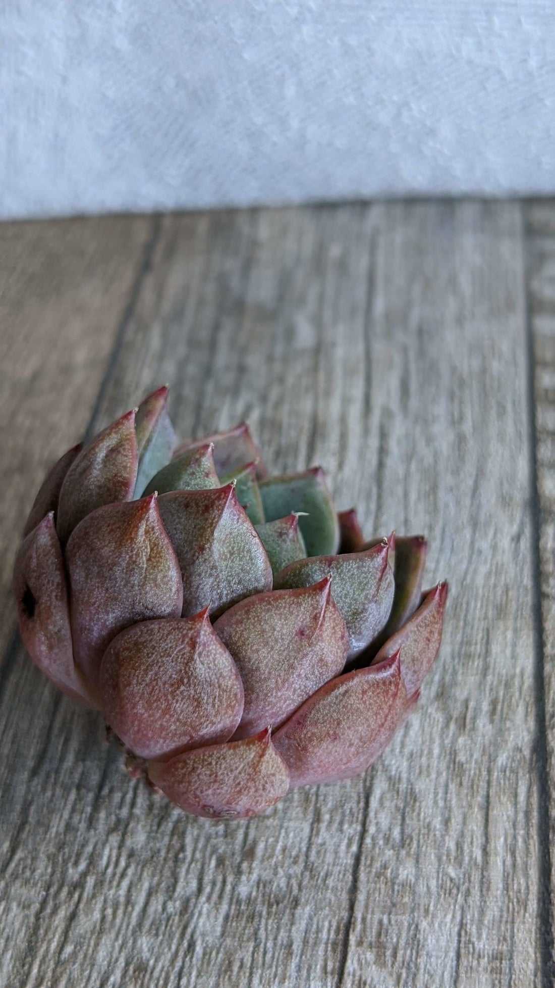 ボルグ - 多肉植物の通販 taniku