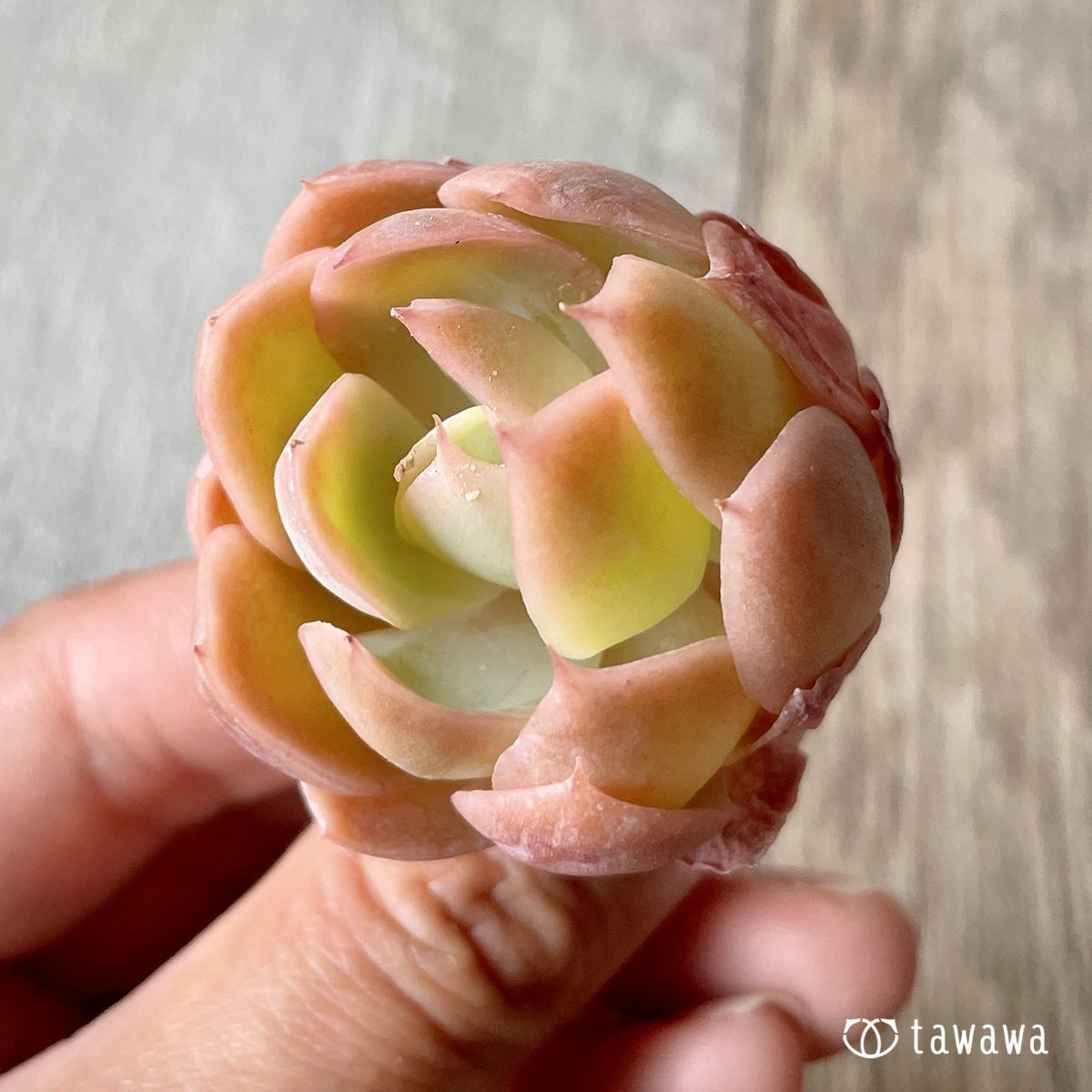 *新入荷* ピンクベラ - 多肉植物の通販・販売サイト tawawa