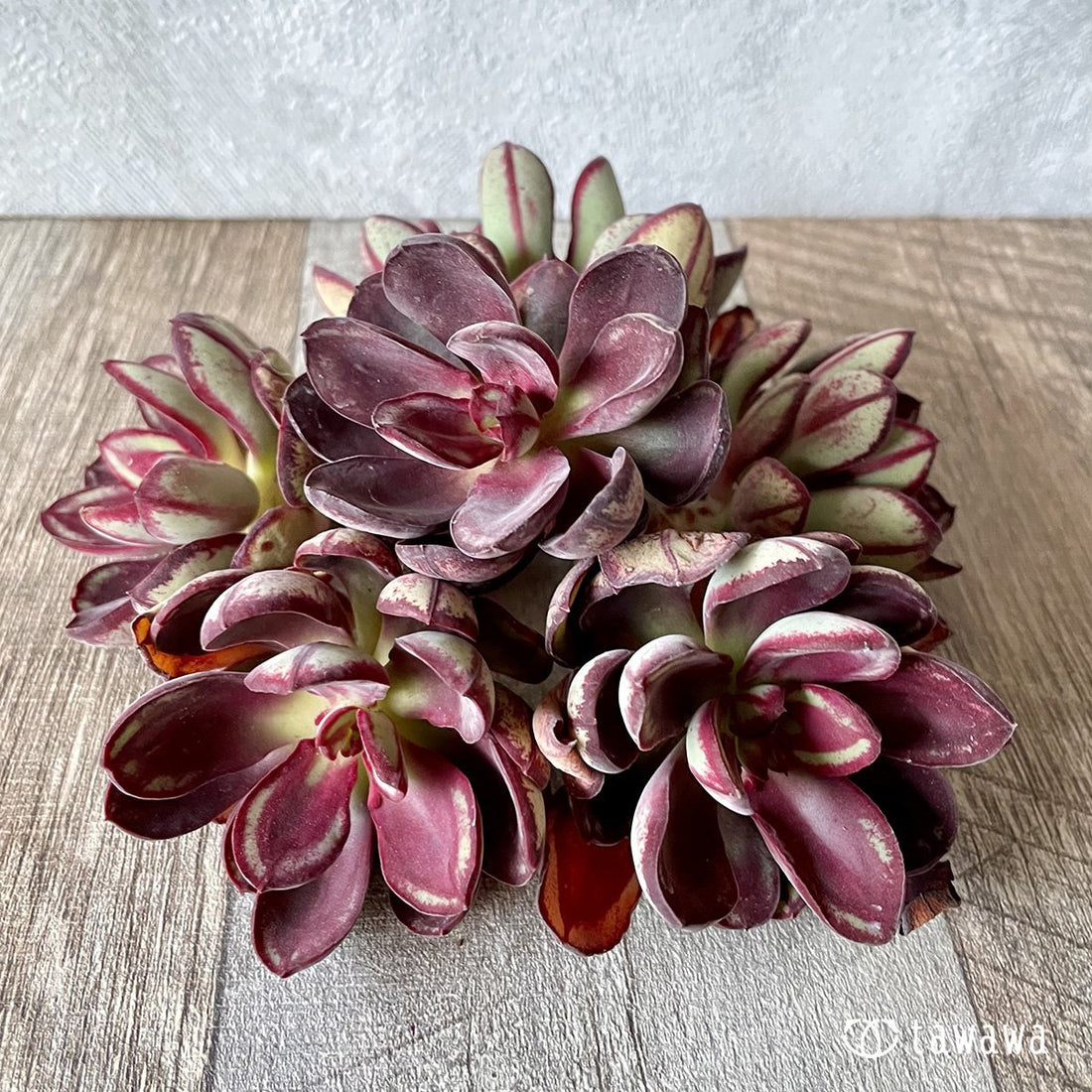 *新入荷* 紅司 - 多肉植物の通販・販売サイト tawawa