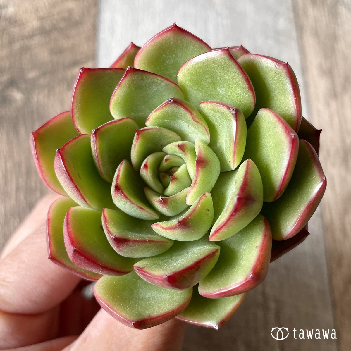 *新入荷* ヒーリング - 多肉植物の通販・販売サイト tawawa