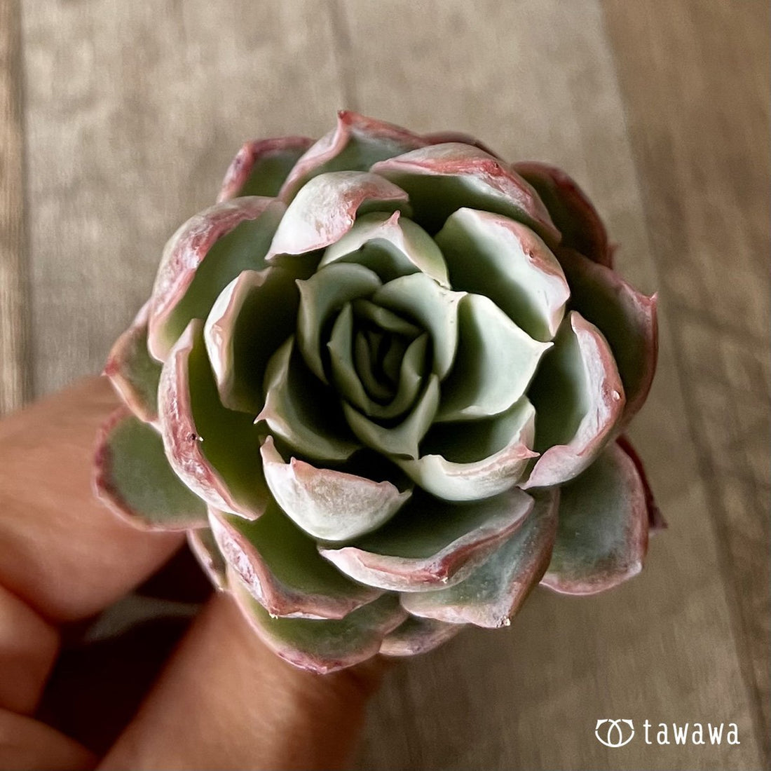 *新入荷* ローズクイーン - 多肉植物の通販・販売サイト tawawa
