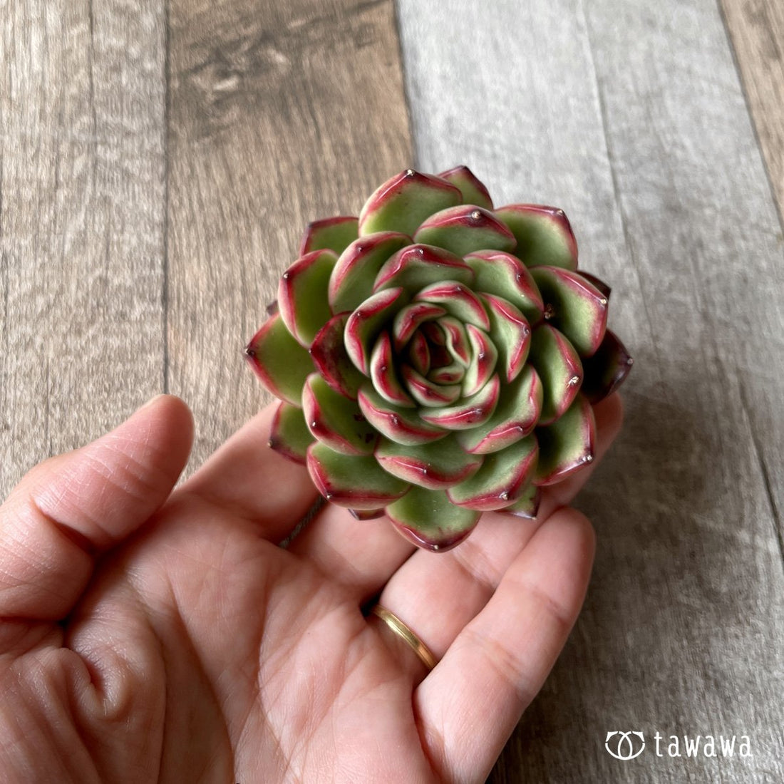 *新入荷* ポーラローズ - 多肉植物の通販・販売サイト tawawa