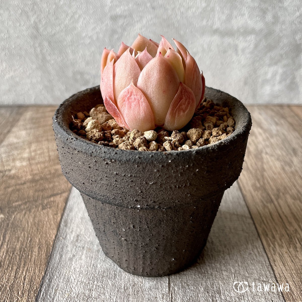 *新入荷* ピンクベラ - 多肉植物の通販・販売サイト tawawa