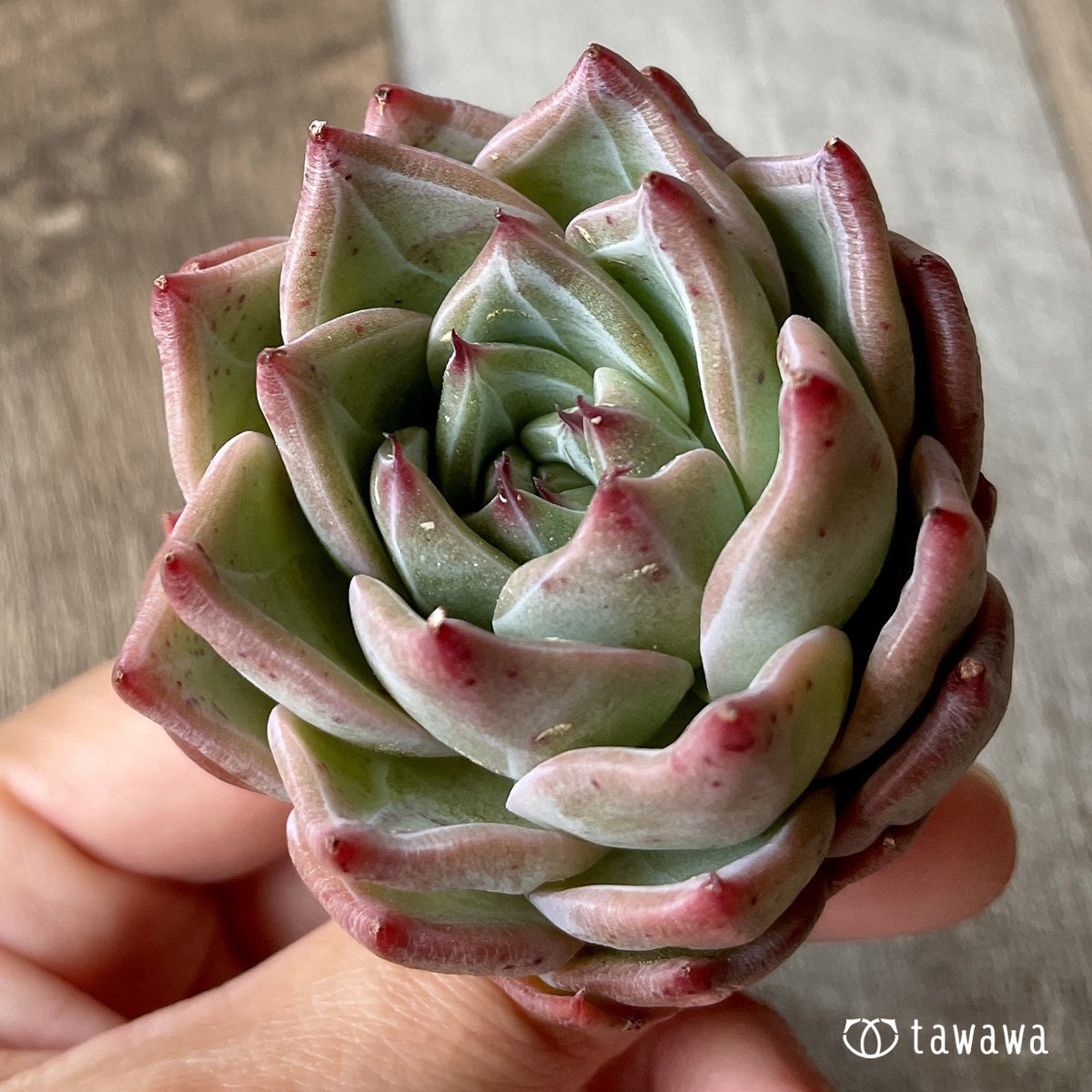 *新入荷* シャウラ - 多肉植物の通販・販売サイト tawawa