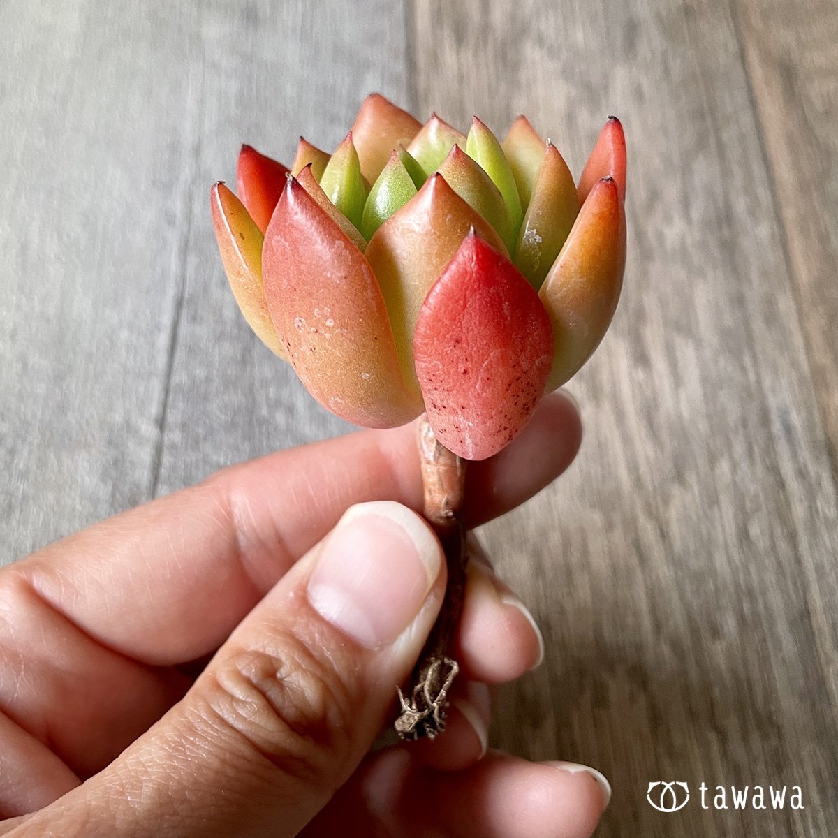 *新入荷* ネルパ  - 多肉植物の通販・販売サイト tawawa