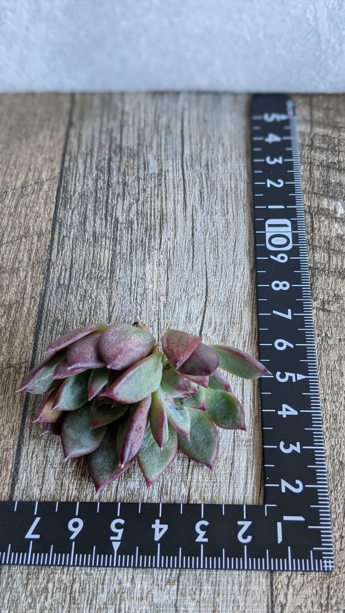 リンゼアナ双頭 - 多肉植物の通販 taniku