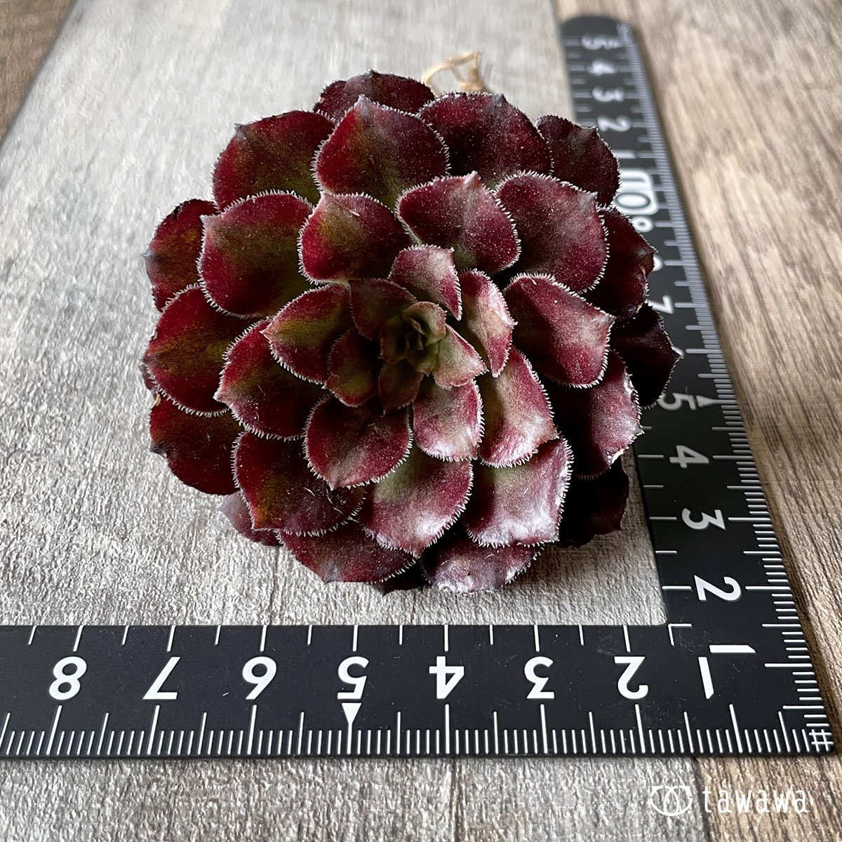 *新入荷* マリッド錦 - 多肉植物の通販・販売サイト tawawa