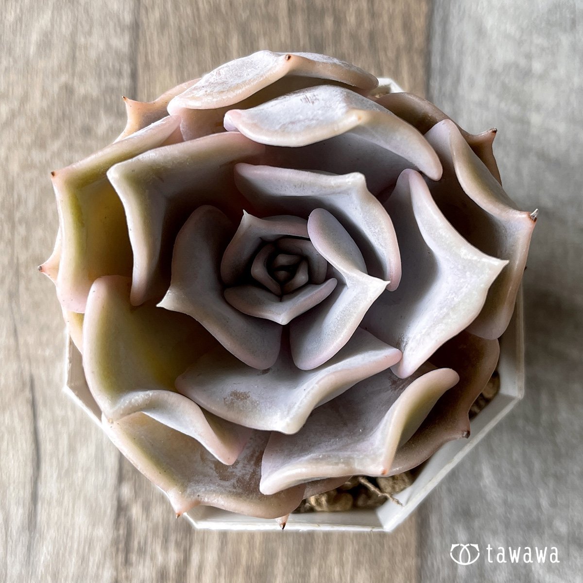 *新入荷* リラシナ  - 多肉植物の通販・販売サイト tawawa