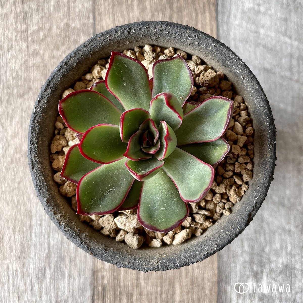 *新入荷* ロンギニ - 多肉植物の通販・販売サイト tawawa