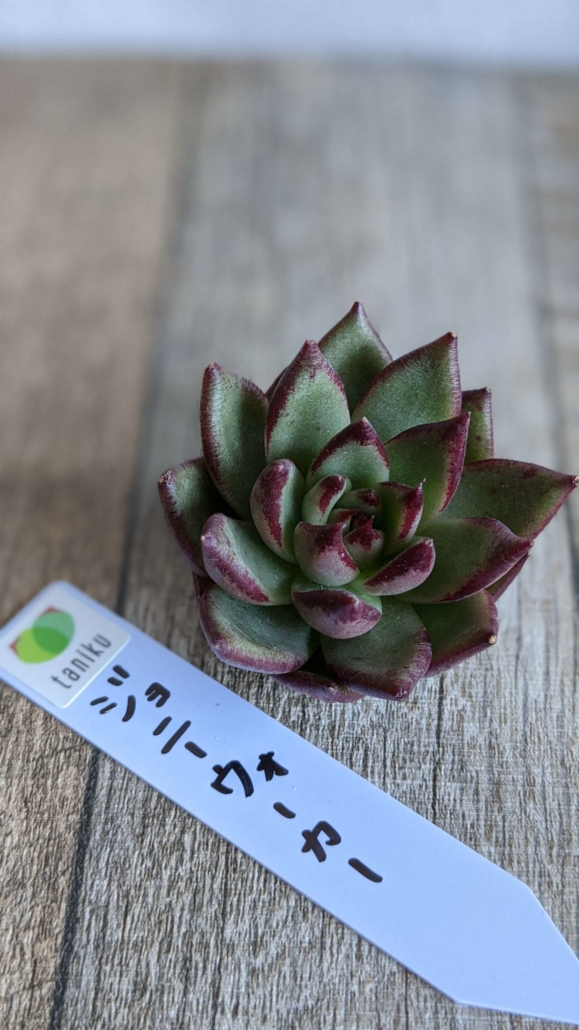 ジョニーウォーカー - 多肉植物の通販 taniku
