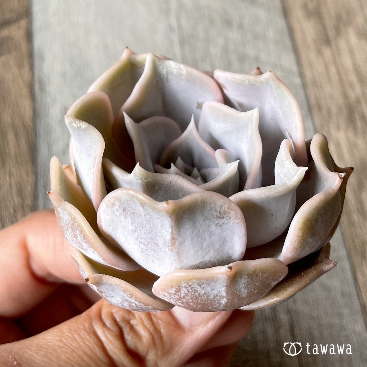 *新入荷* リラシナ  - 多肉植物の通販・販売サイト tawawa