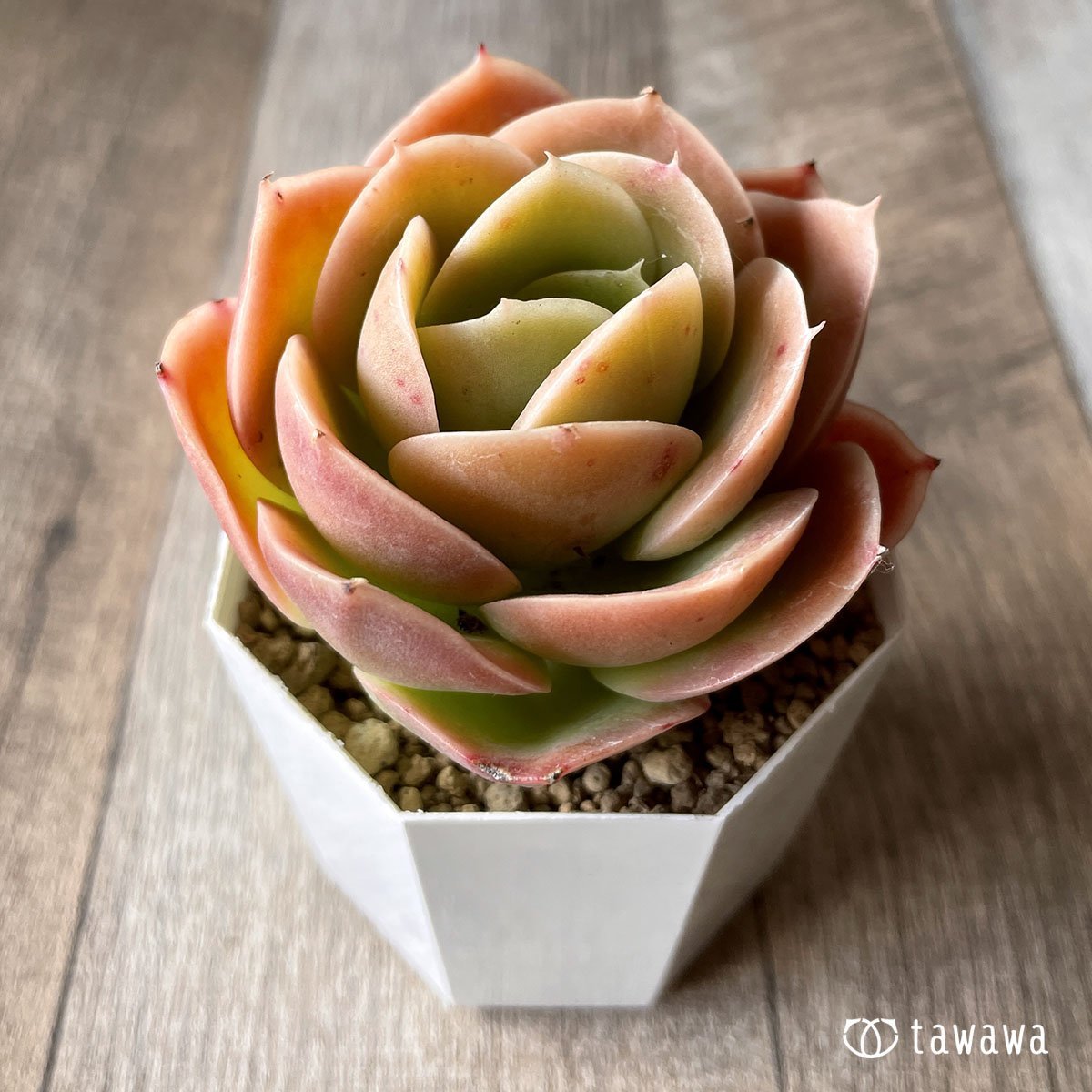 *八ヶ岳* ベルタナ  - 多肉植物の通販・販売サイト tawawa