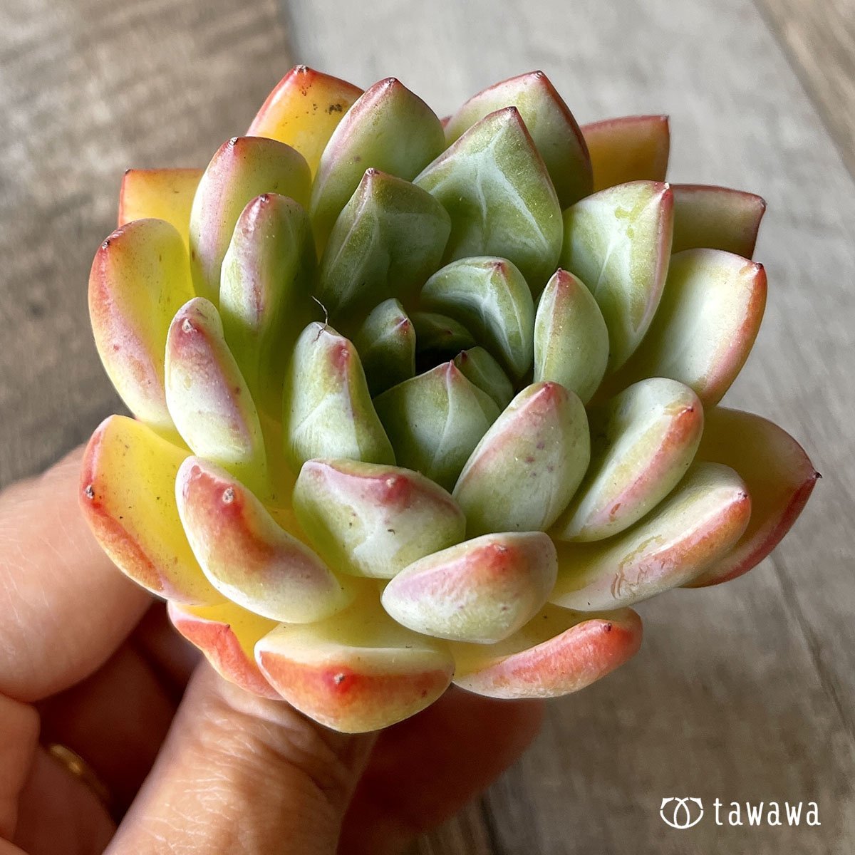 *新入荷* スノークイーン - 多肉植物の通販・販売サイト tawawa