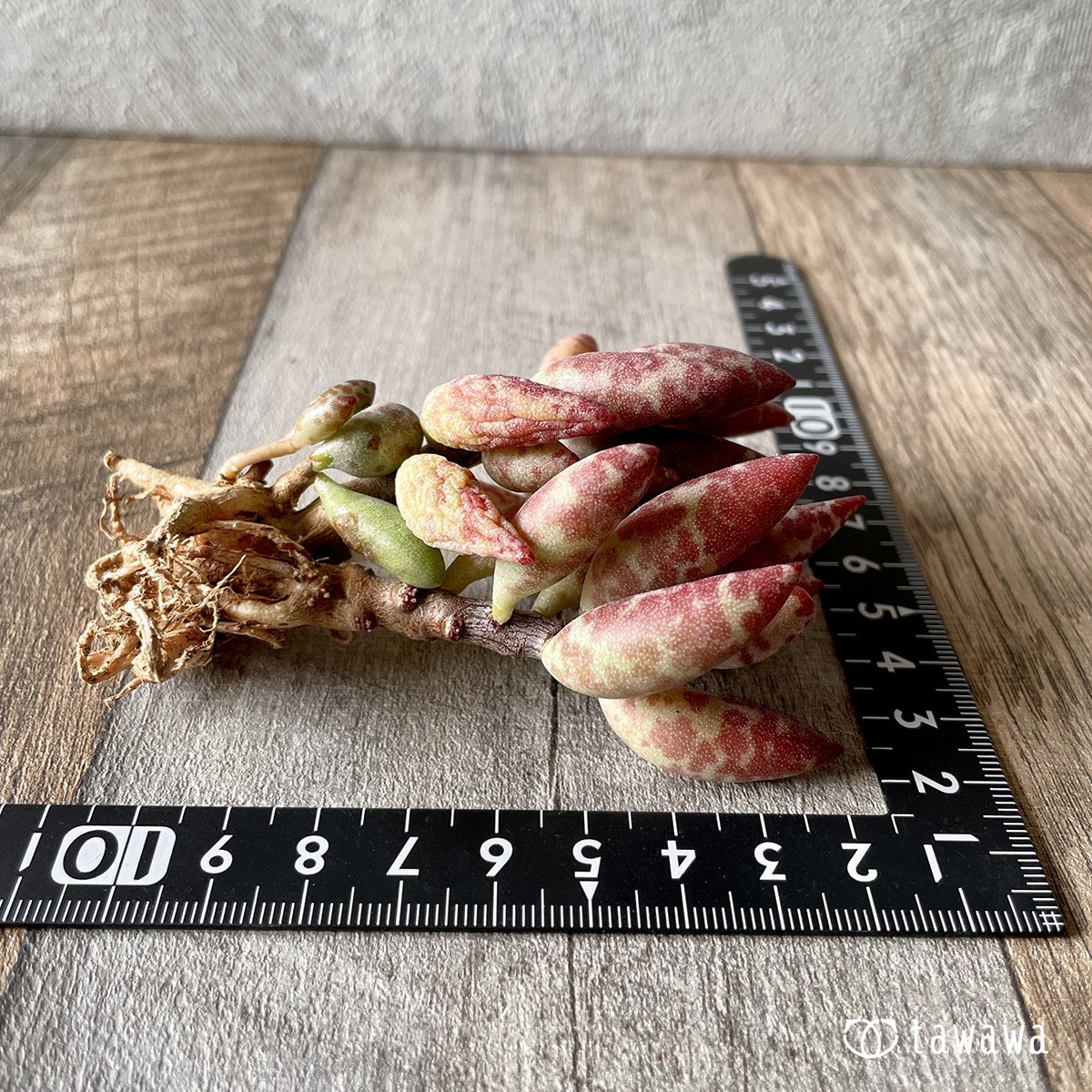 *新入荷* 赤い卵 - 多肉植物の通販・販売サイト tawawa