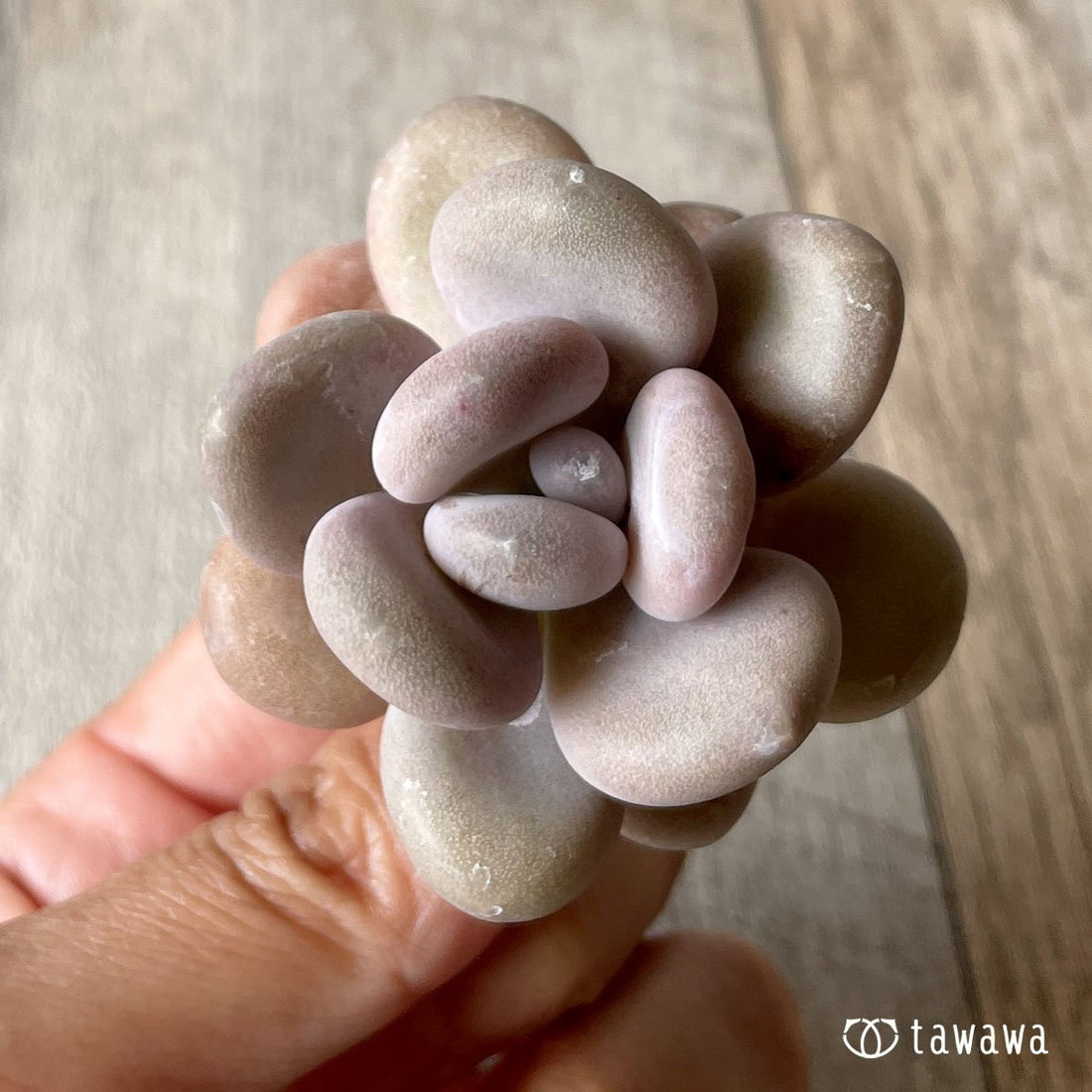 *八ヶ岳* 月美人 - 多肉植物の通販・販売サイト tawawa