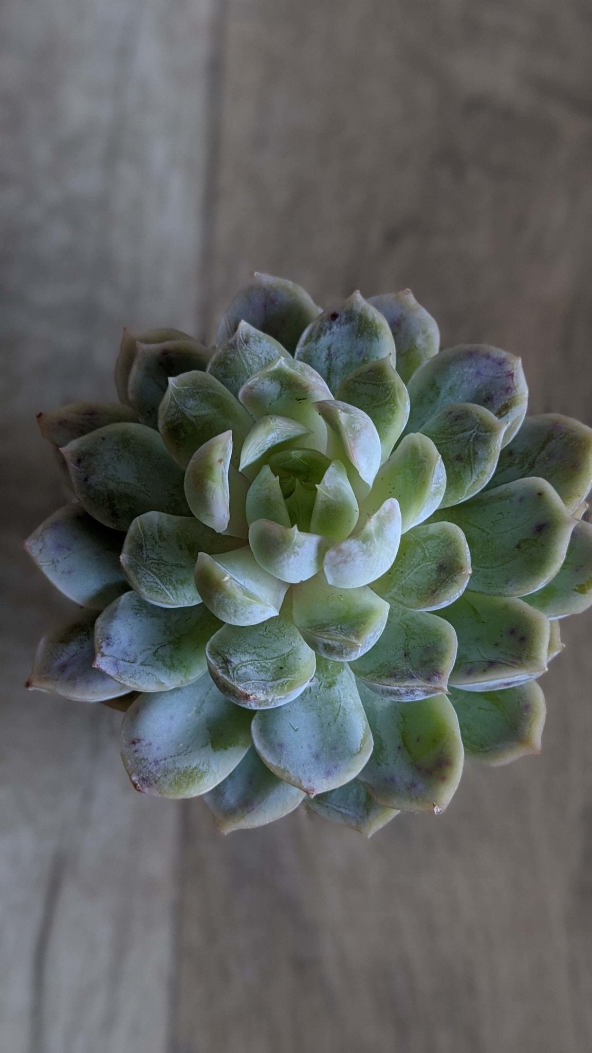 メキシコスノーボール大苗 - 多肉植物の通販 taniku