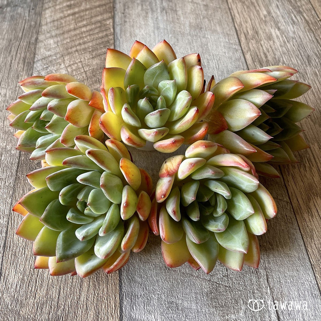 *新入荷* スノークイーン - 多肉植物の通販・販売サイト tawawa