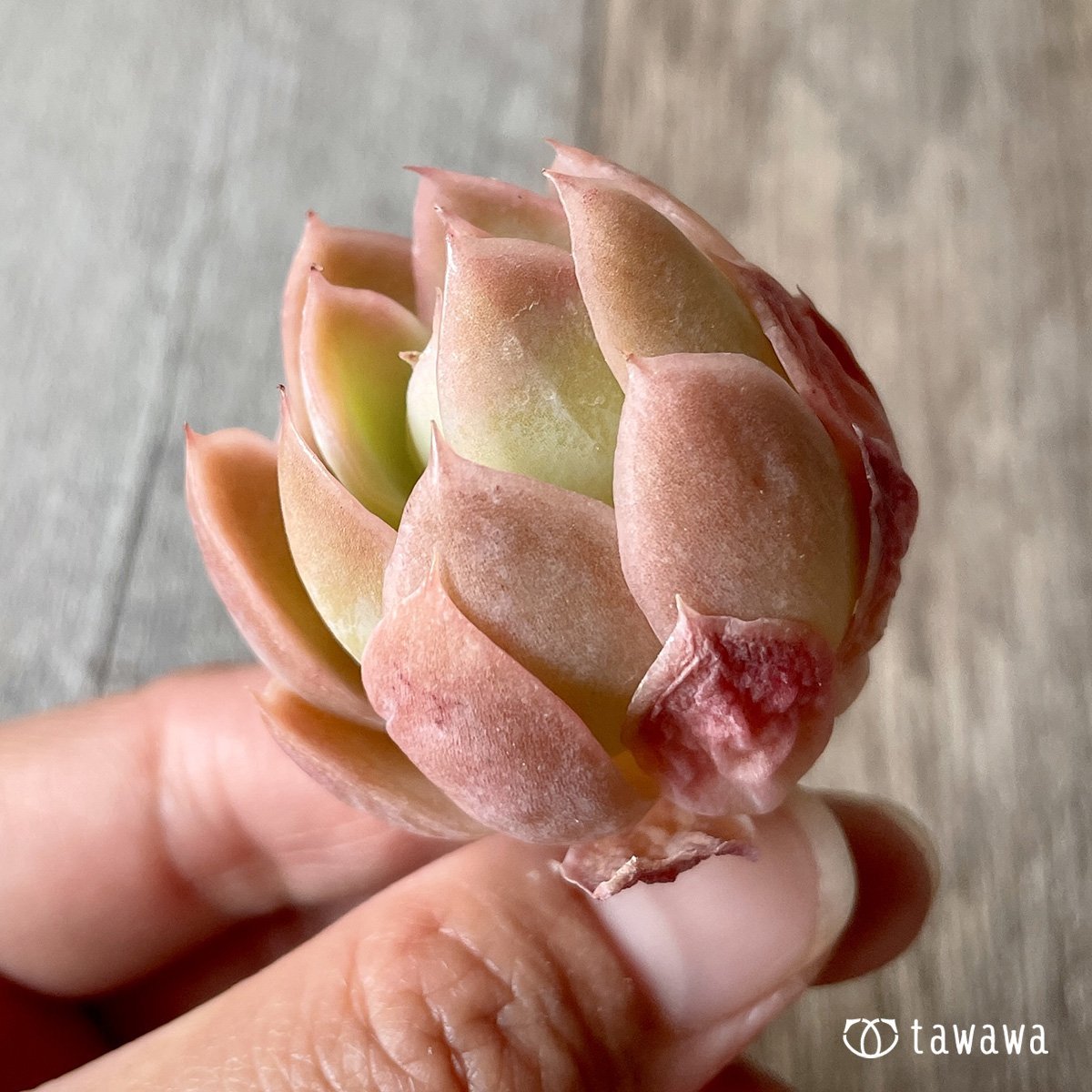 *新入荷* ピンクベラ - 多肉植物の通販・販売サイト tawawa