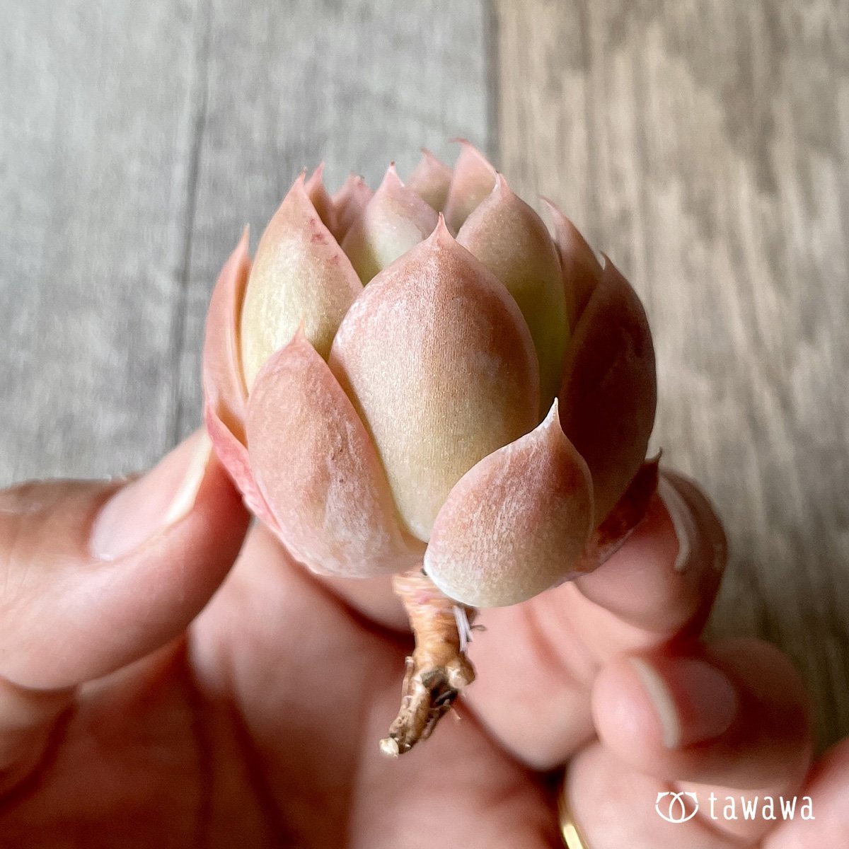 *新入荷* ピンクベラ - 多肉植物の通販・販売サイト tawawa