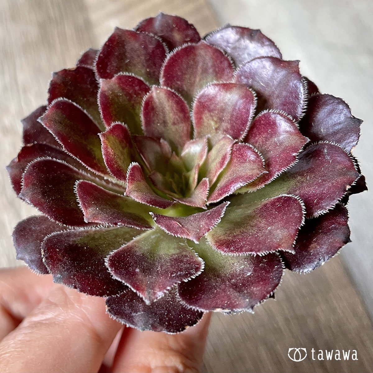 *新入荷* マリッド錦 - 多肉植物の通販・販売サイト tawawa