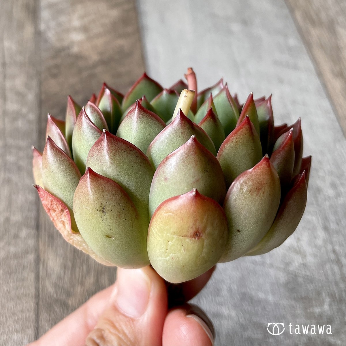 *新入荷* ルビースター - 多肉植物の通販・販売サイト tawawa